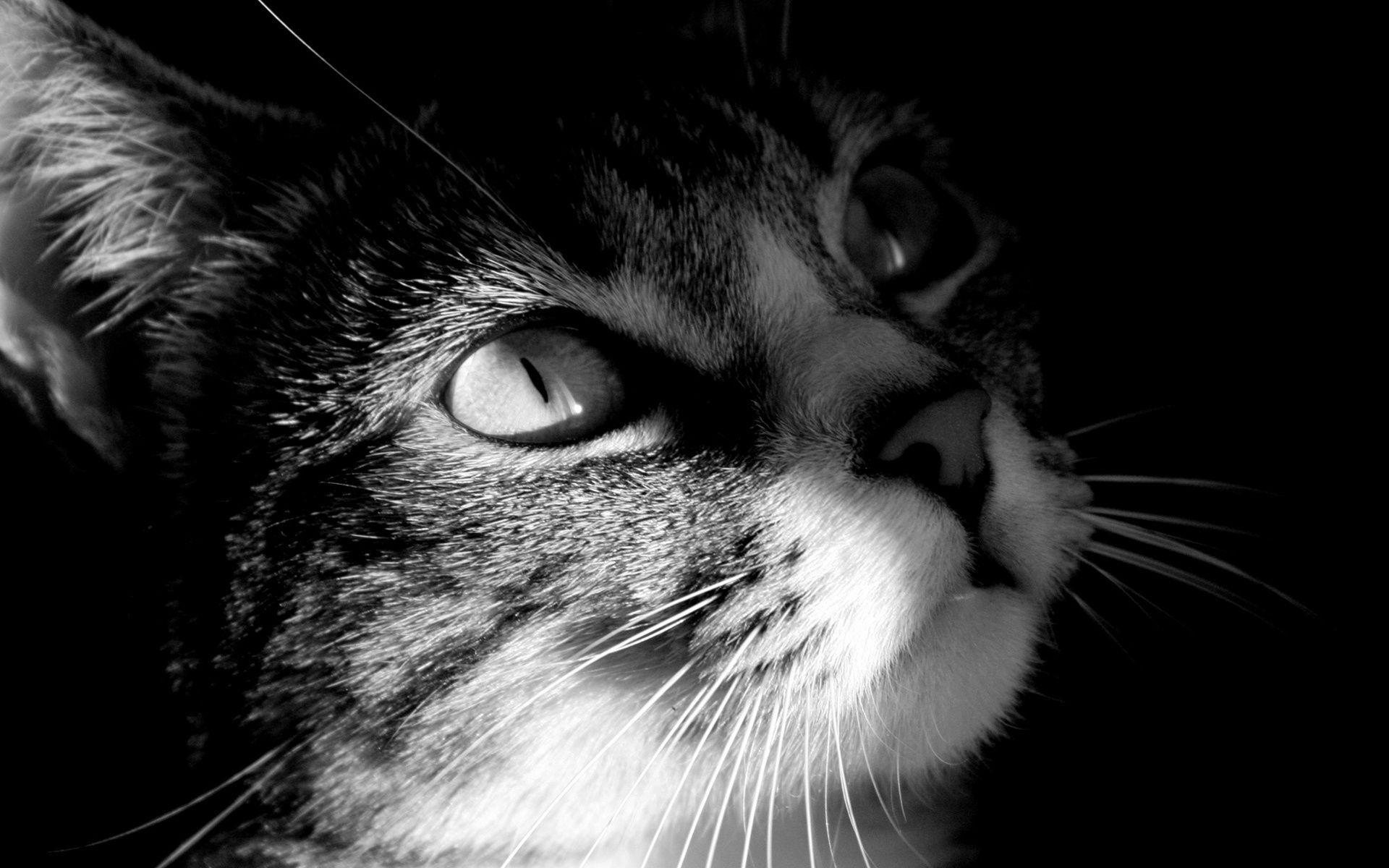 1920x1200 Marvelous Cute Black White Cat HD Desktop Wallpaper, Instagram