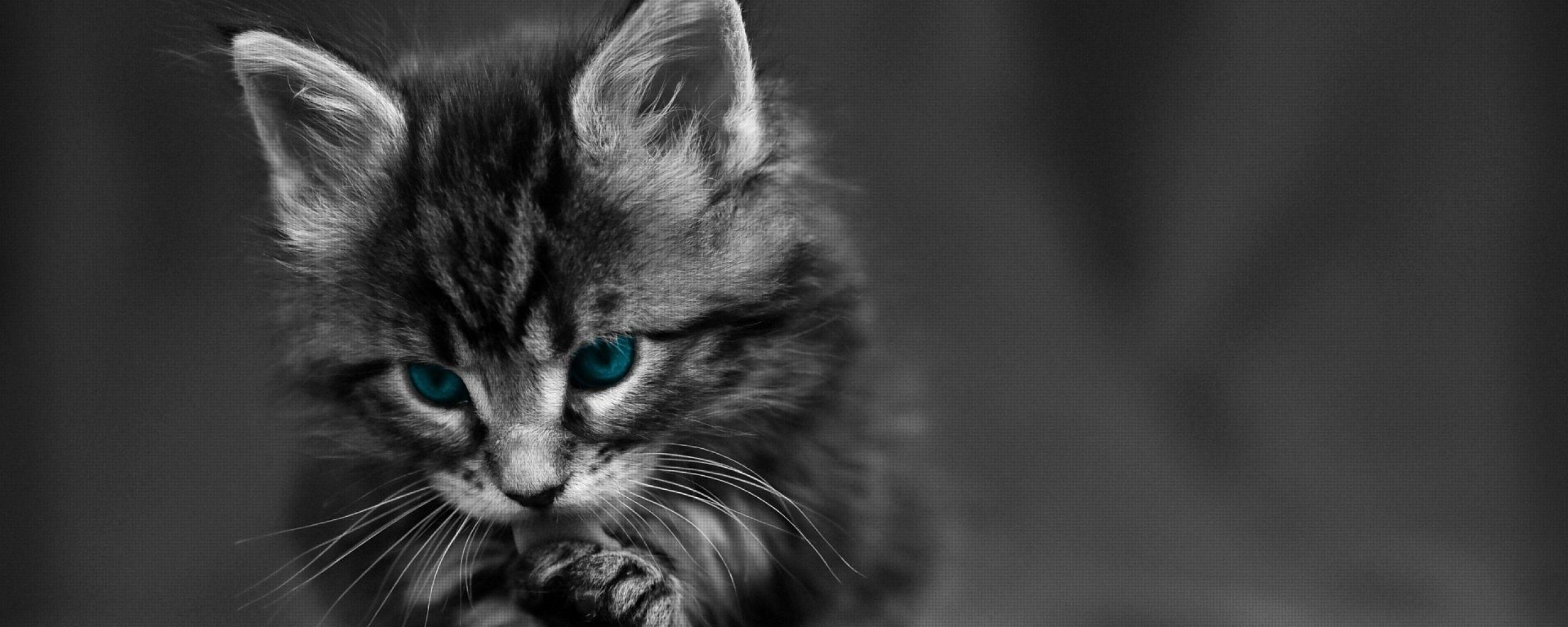 2560x1024 cat, black white, blue 2560x1024 Resolution Wallpaper