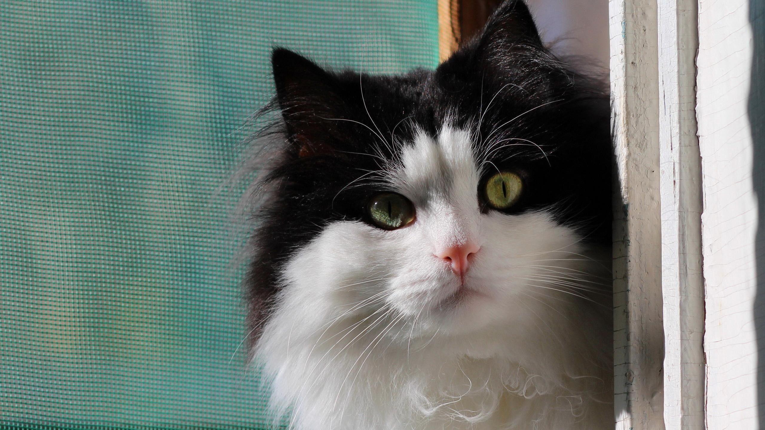 2560x1440 Cute Black White Cat HD desktop wallpaper : Widescreen : High