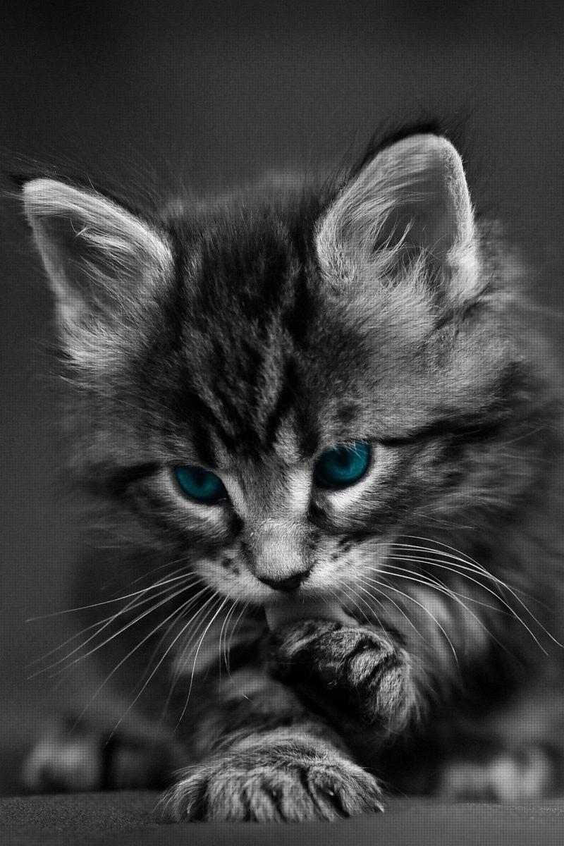 800x1200 Wallpaper Cat, Black White, Blue, Eyes, Baby, Beautiful Cat