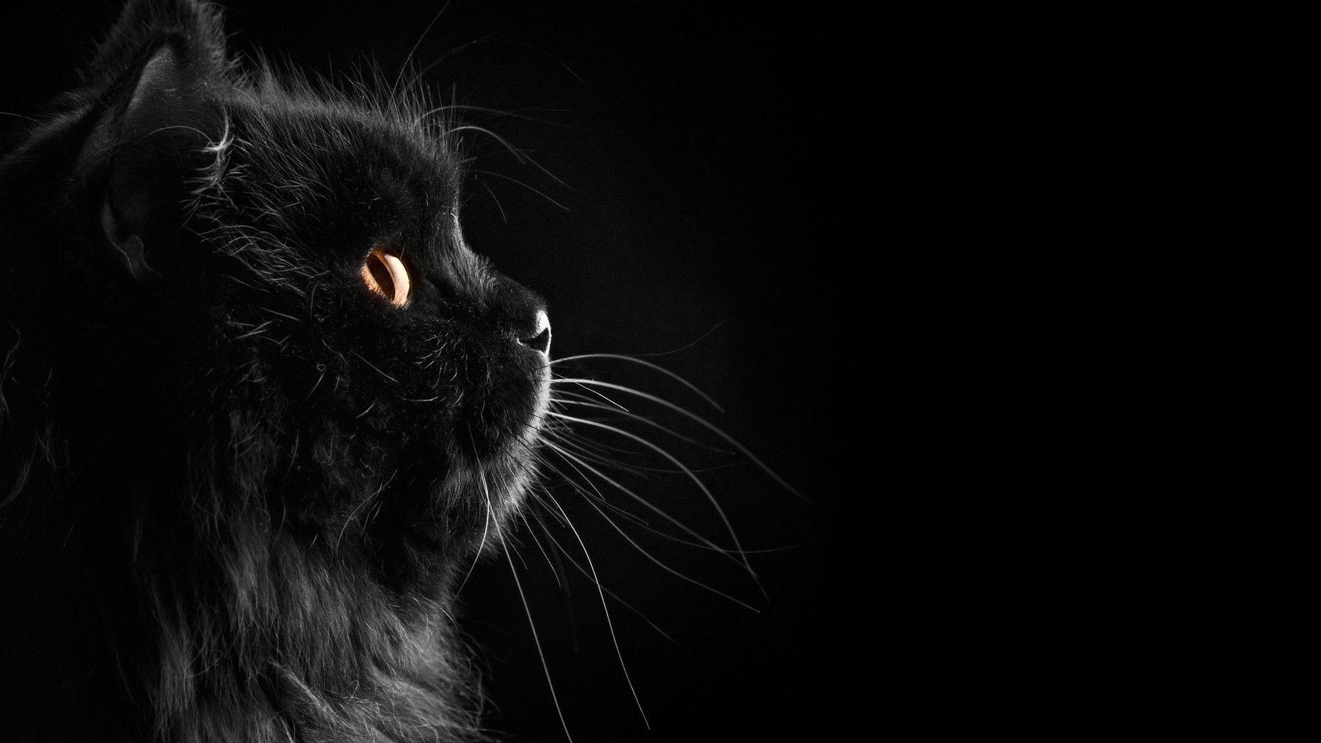 Black And White Cat HD Wallpapers - Top Free Black And White Cat HD