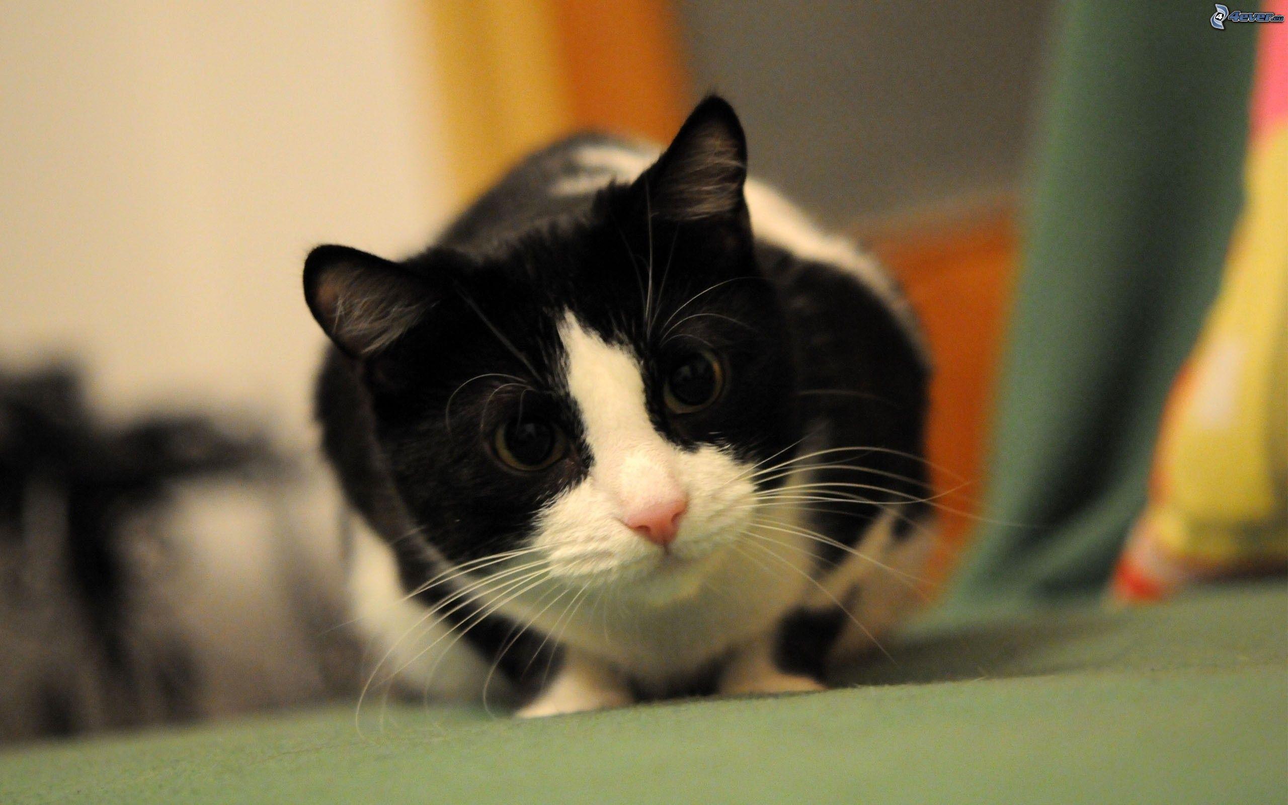 2560x1600 Black white cat