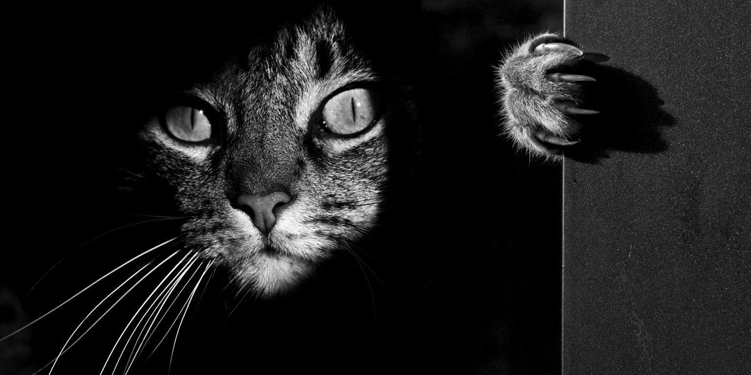 1536x768 The Mysterious Lives Of Cats Captured In Black And White