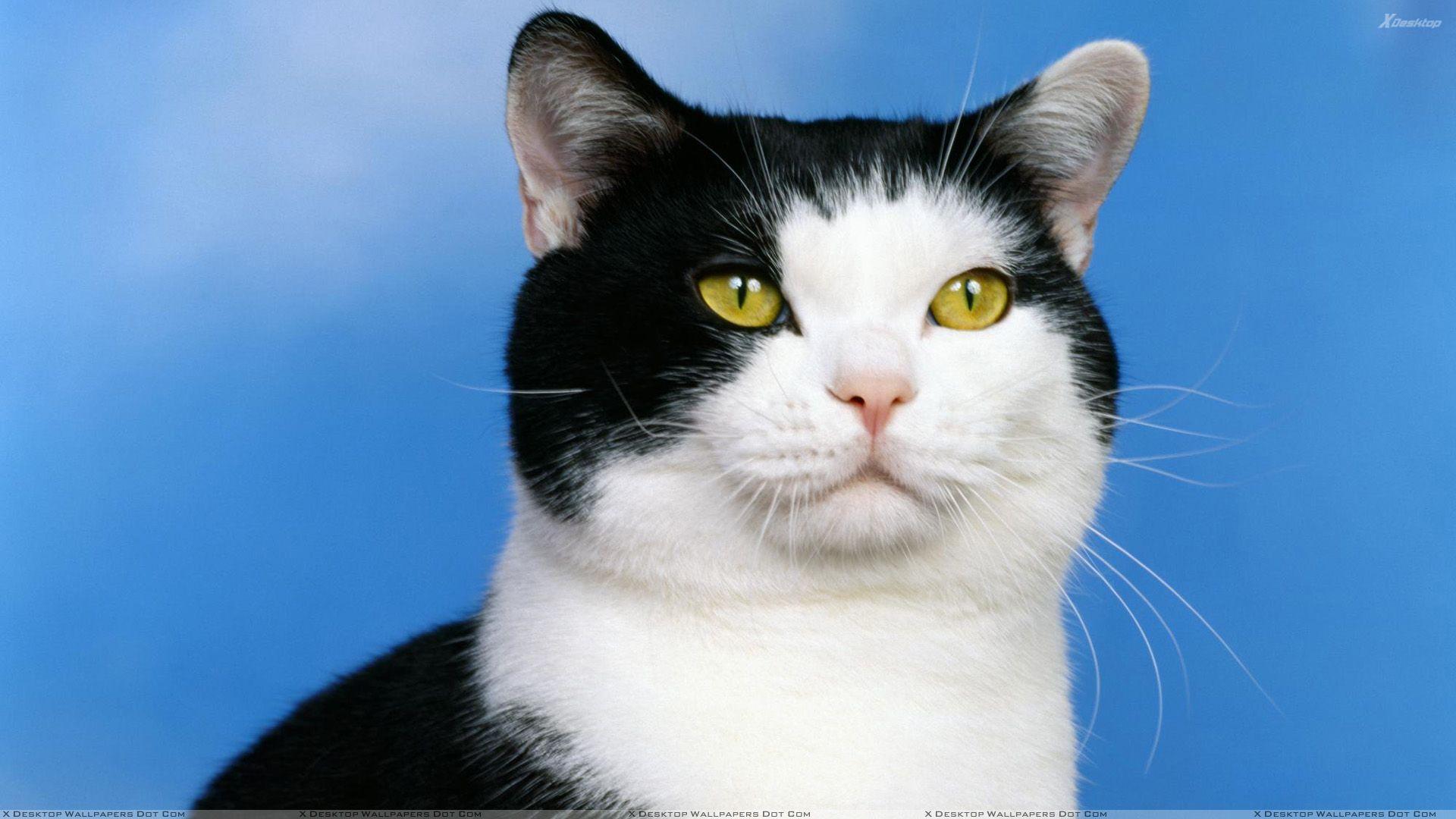 1920x1080 Black And White Cat Watching Something Wallpaper
