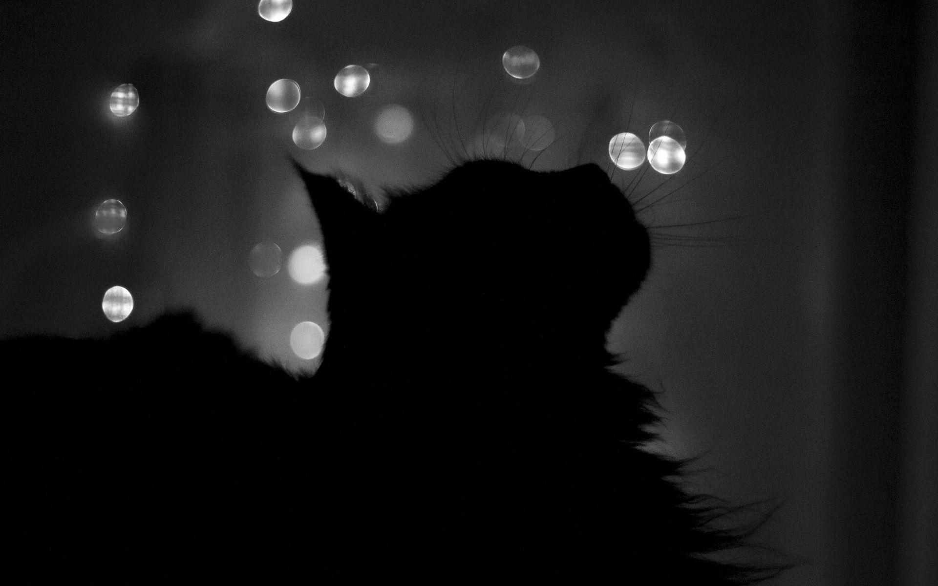 1920x1200 Black Cat Wallpaper