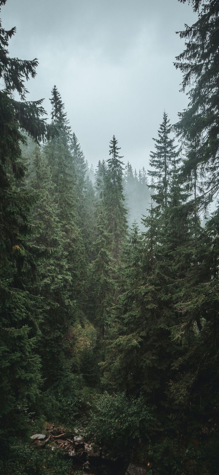 736x1595 Forest Depth Effect iPhone Wallpaper