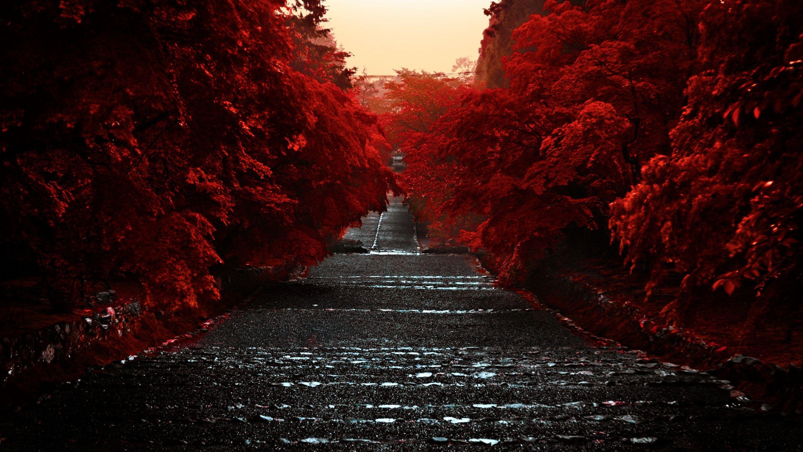 2560x1440 Empty Road Wallpaperx1440