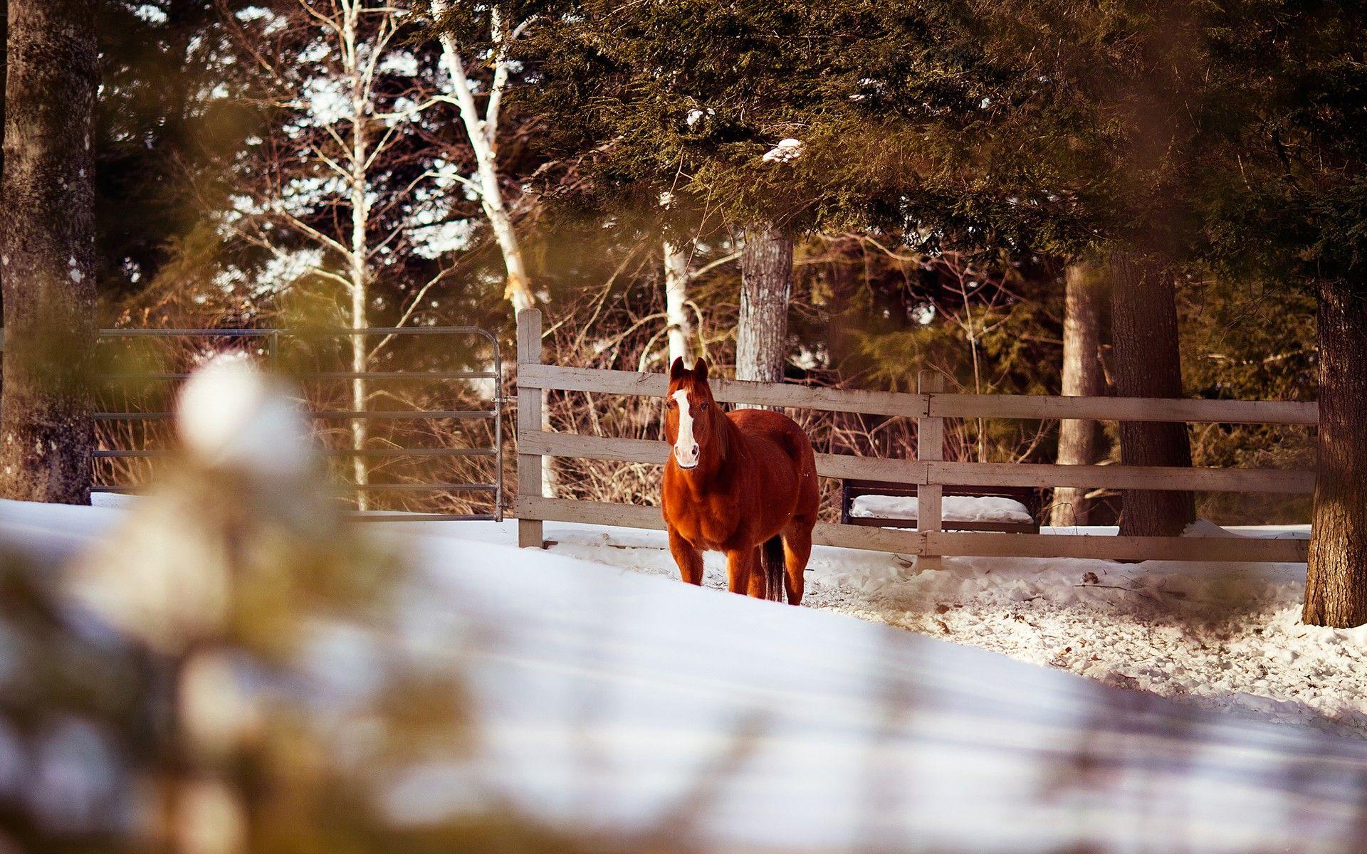 1920x1200 Animals: Winter Fence Horse Cute Animal Wallpaper For Free for HD