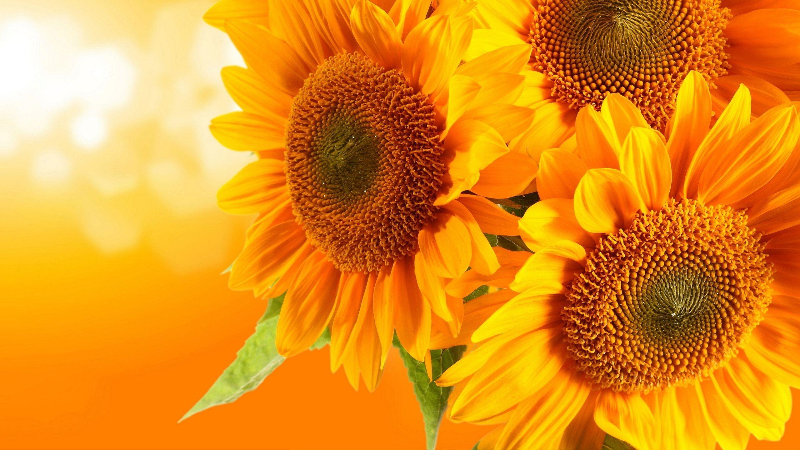 Whimsical Sunflower Desktop Wallpapers - Top Free Whimsical Sunflower