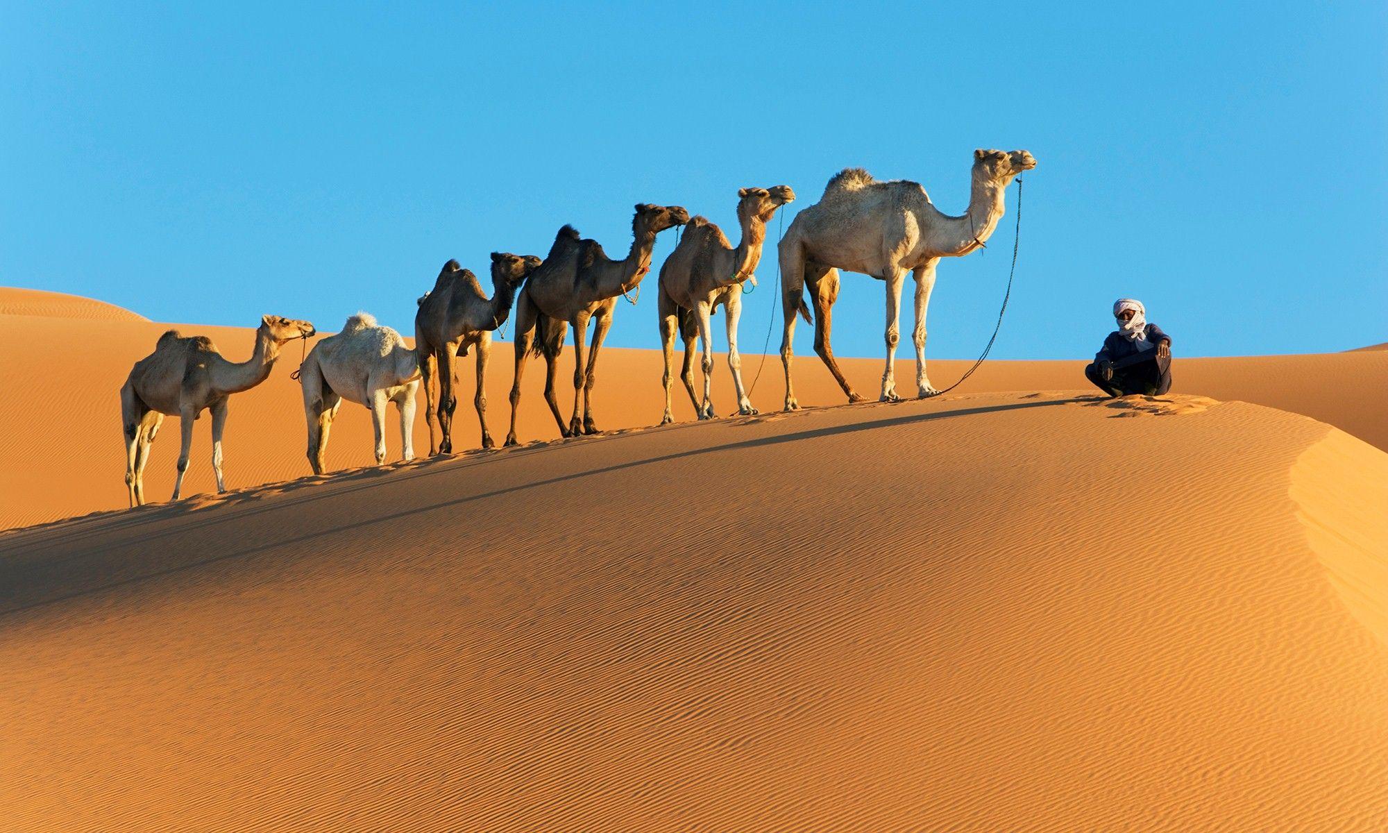 2000x1200 Camel Wallpaper. Camel Wallpaper, Desert