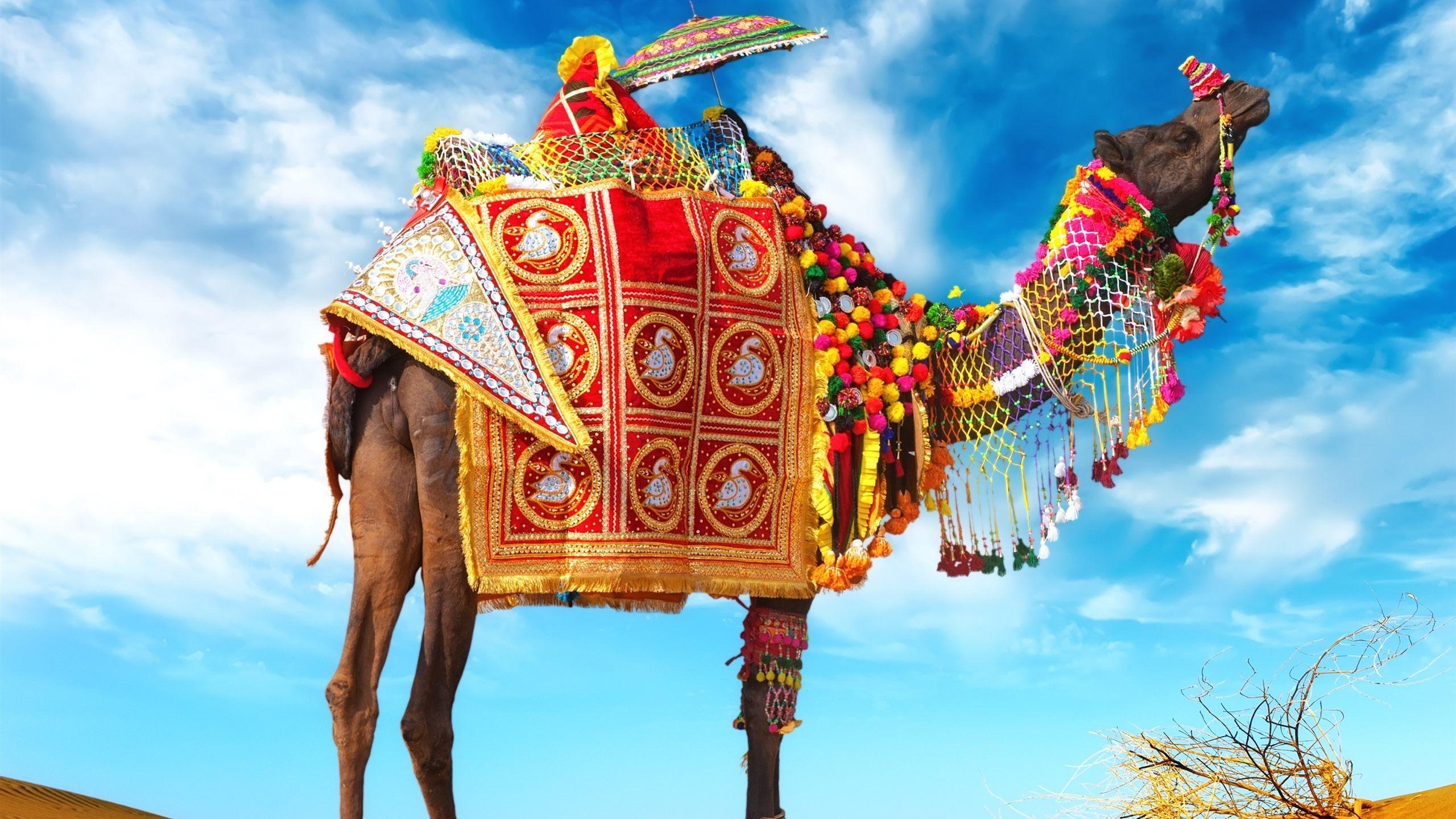 2560x1440 Wallpaper Camel, umbrella, colorful decoration, desert 2880x1800