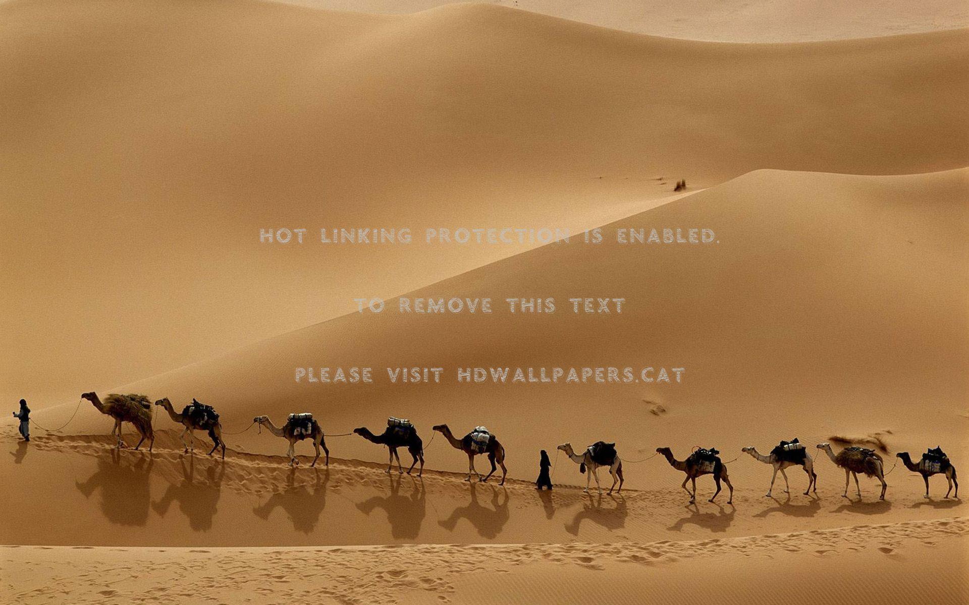 1920x1200 desert men camel sand nature