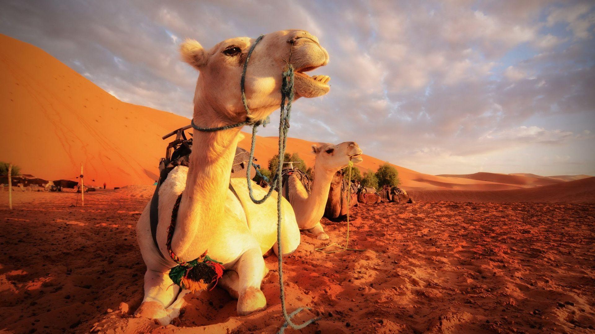 HD wallpaper: Camels, Desert, Sunset | Wallpaper Flare