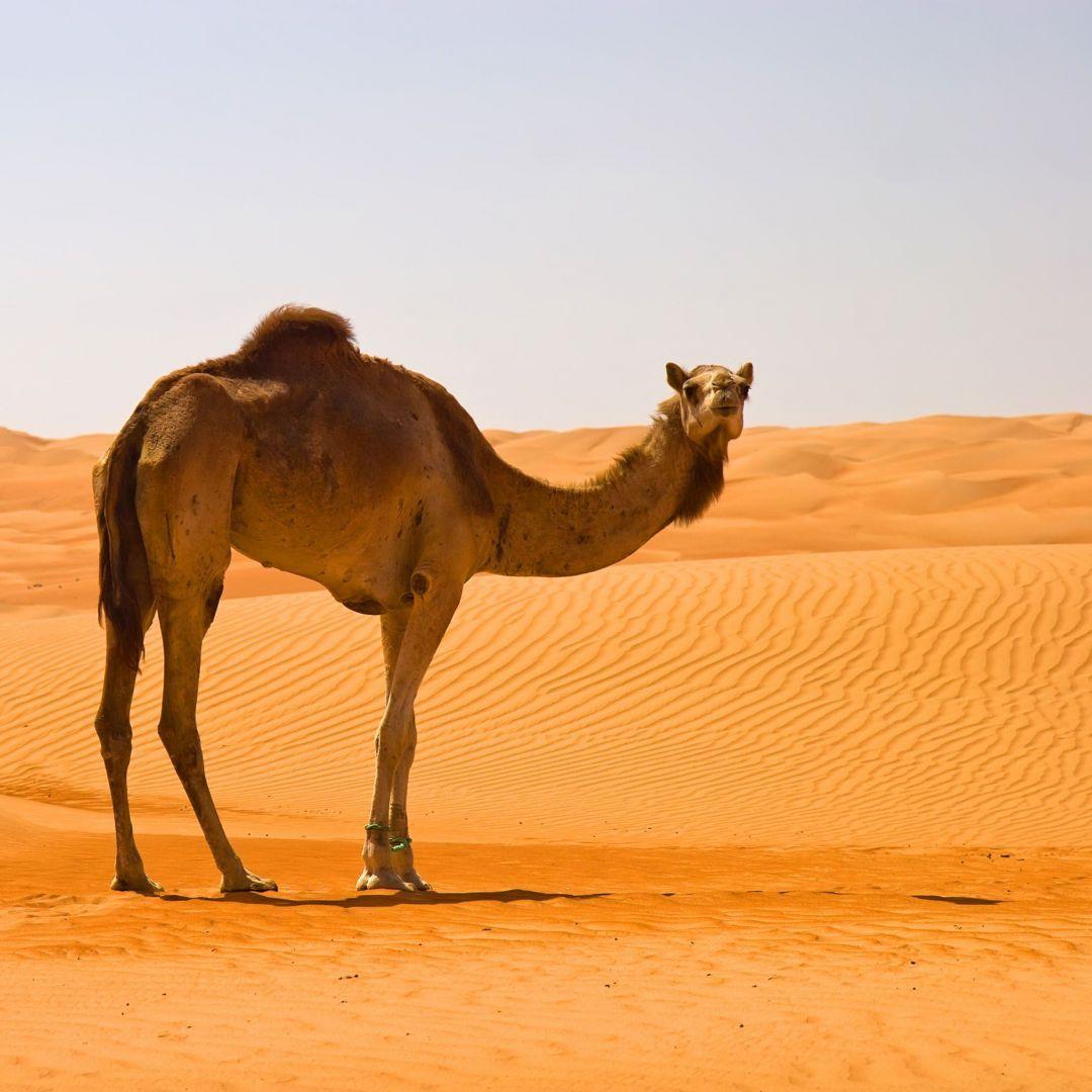 1080x1080 Desert Camel, iPhone, Desktop HD Background