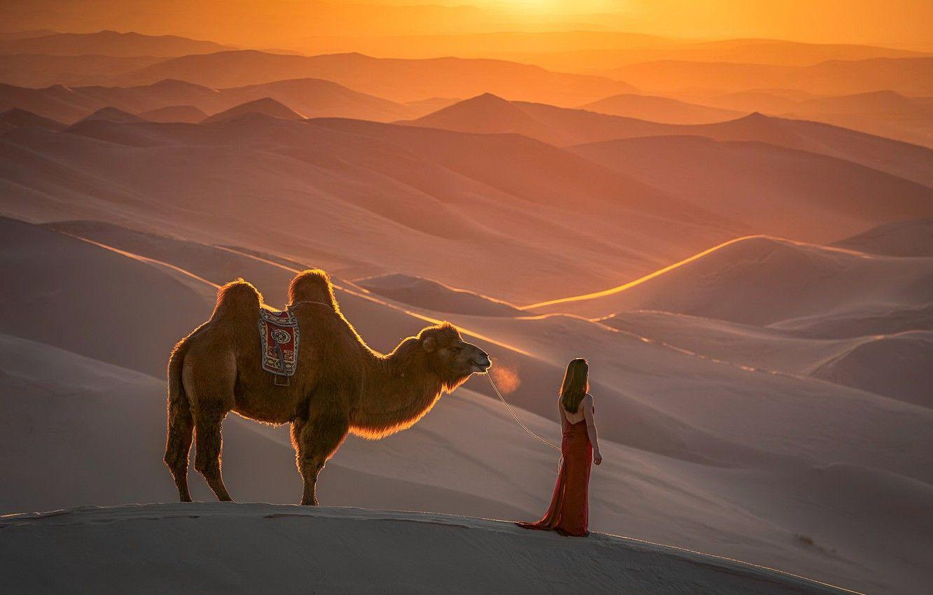 1332x850 Wallpaper girl, nature, desert, camel image for desktop, section