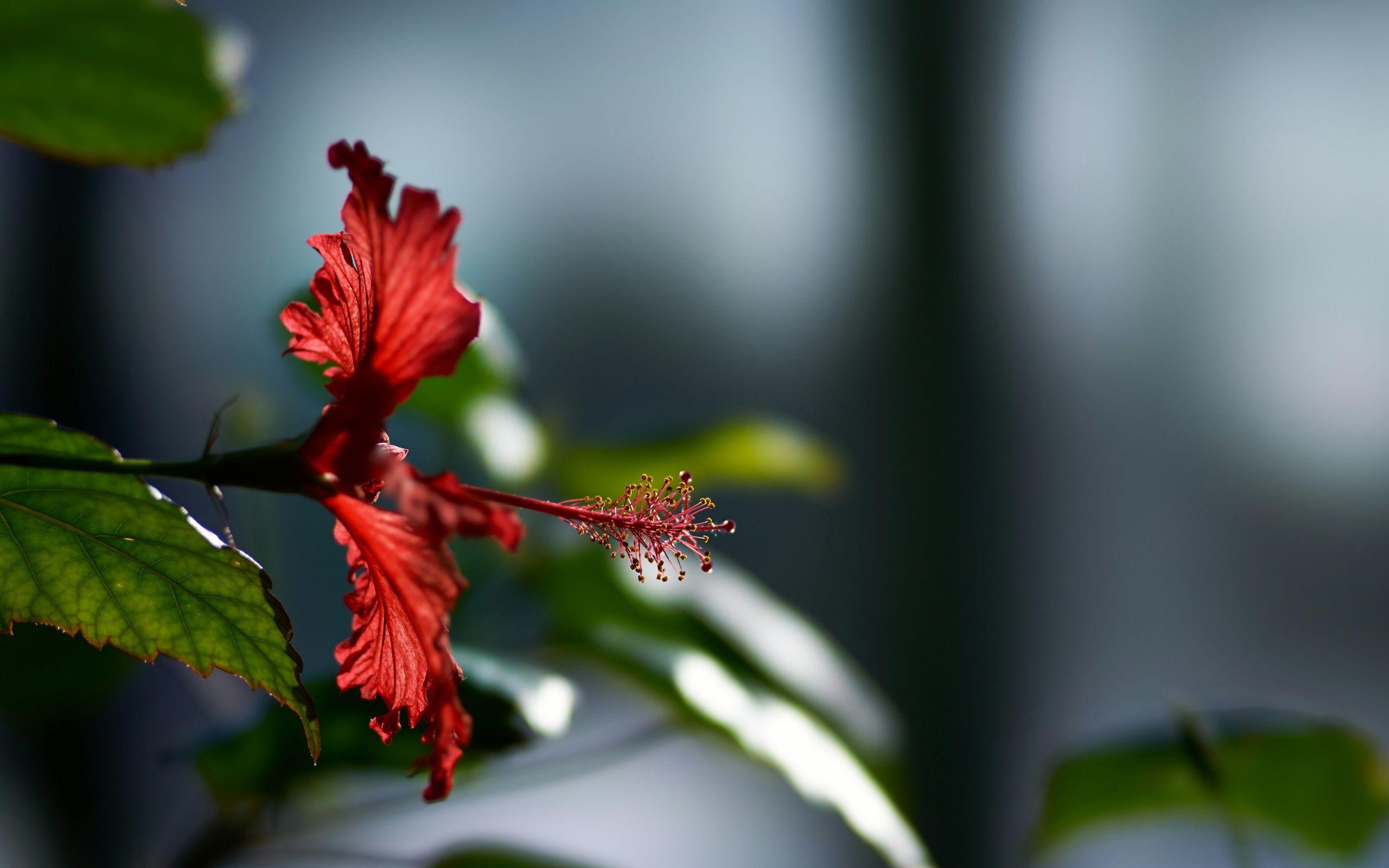 2560x1600 Hibiscus Flower, HD Flowers, 4k Wallpaper, Image, Background