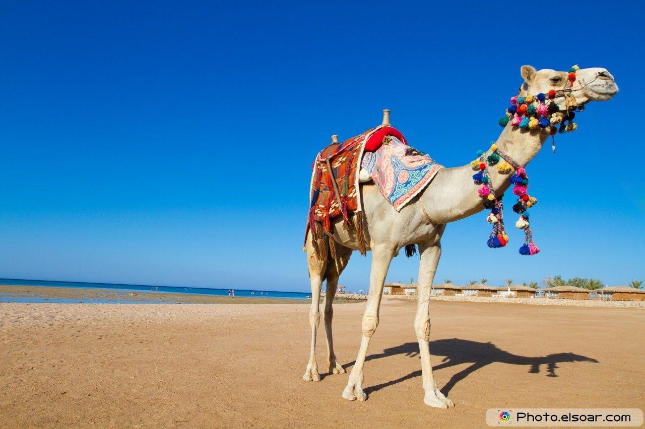 1280x853 Camels in the desert Photo & Wallpaper