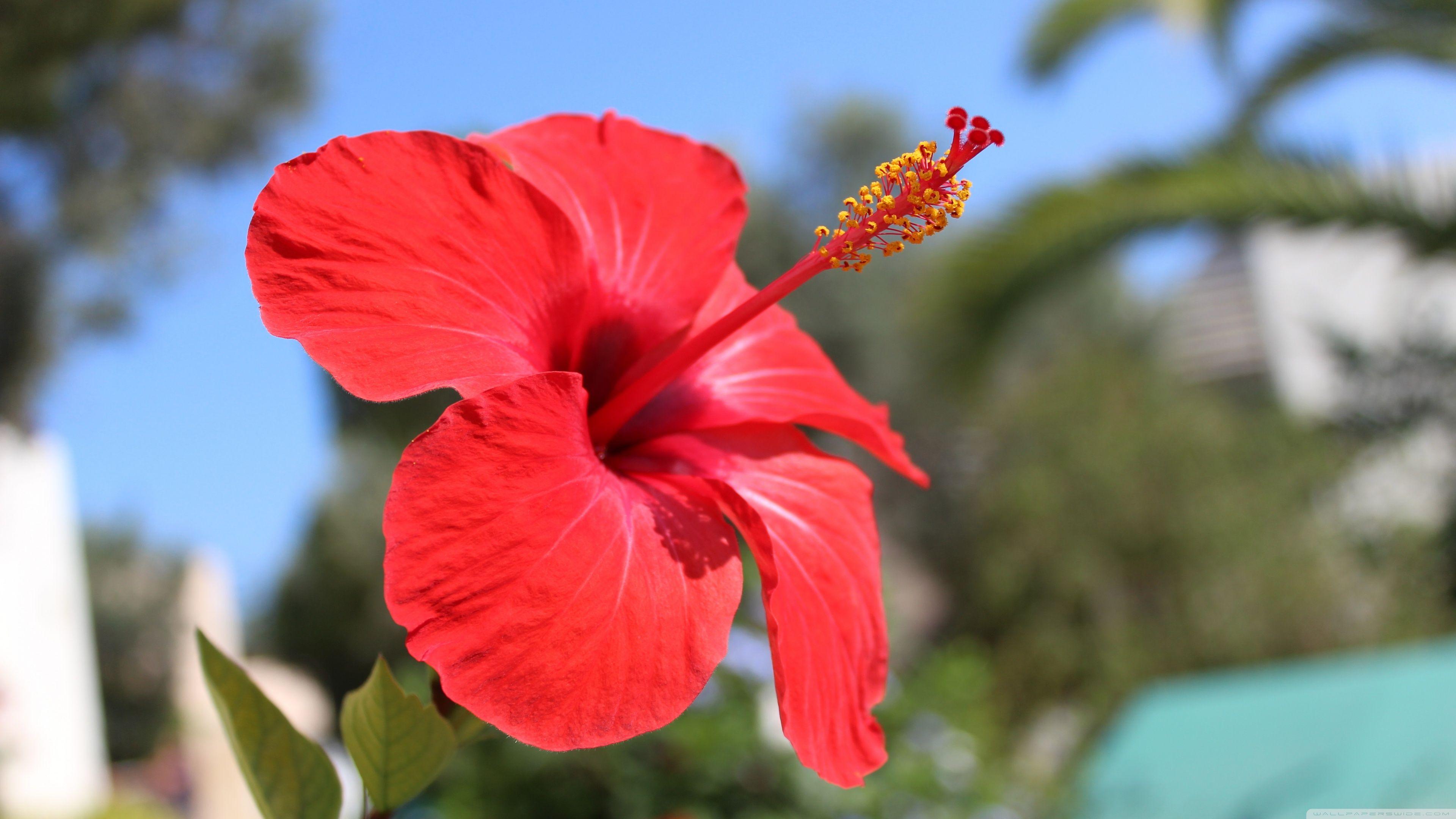 3840x2160 Red Hibiscus Flower Ultra HD Desktop Background Wallpaper for 4K UHD TV : Widescreen & UltraWide Desktop & Laptop : Tablet