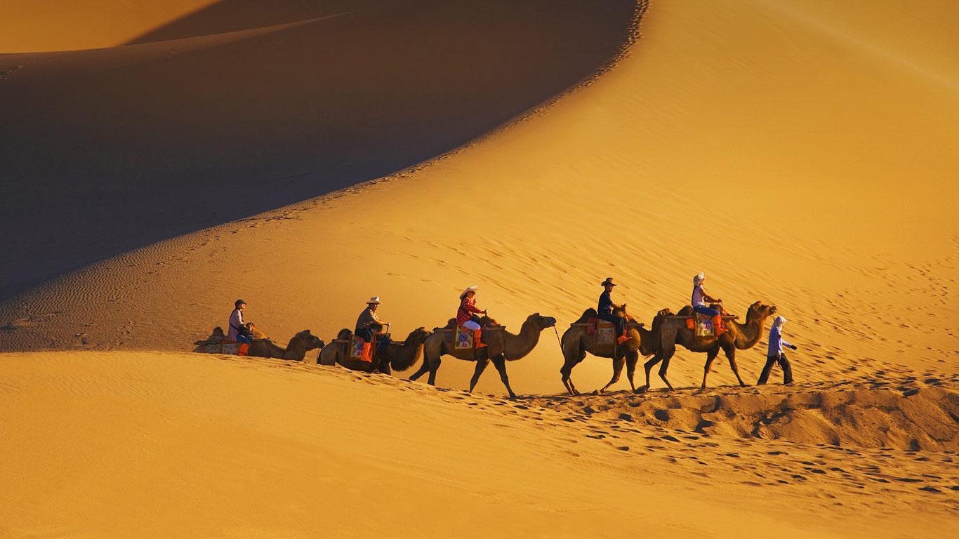 1366x768 Camel Background. Camel Wallpaper