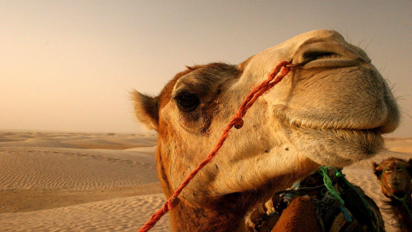 1600x900 HD camel wallpaper with a camel in the desert HD camels