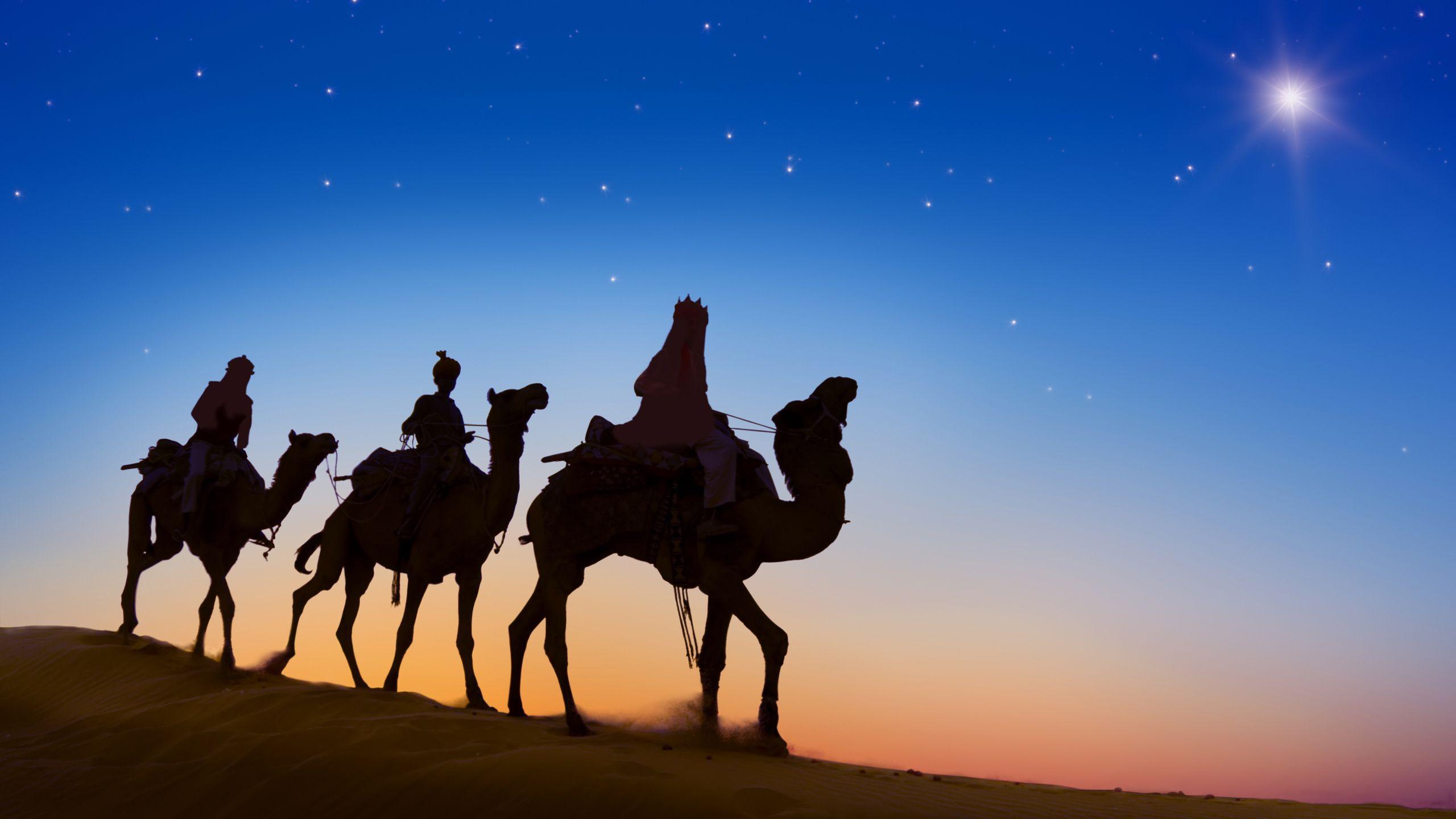 2560x1440 Desert Camels Evening Silhouette 1440P Resolution HD 4k