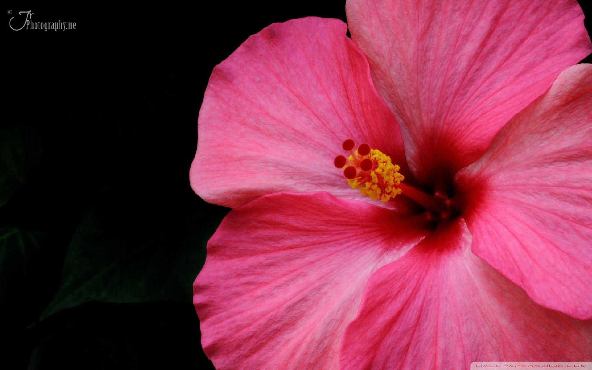 1920x1200 Hibiscus Ultra HD Desktop Background Wallpaper for 4K UHD TV : Widescreen & UltraWide Desktop & Laptop : Tablet