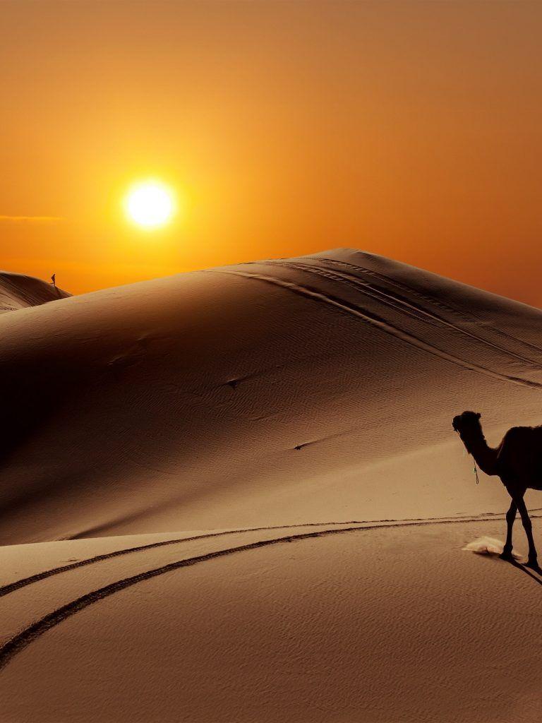 768x1024 Sun People Desert Camel Wallpaper - [1536x2048]