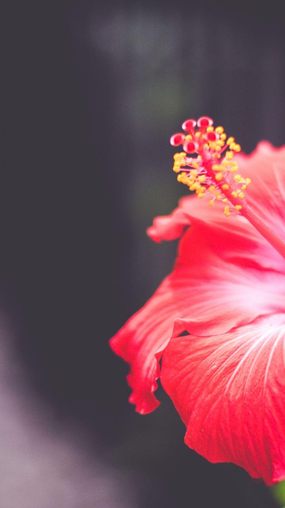 938x1668 Download Flowers, 5k, 4k wallpaper, Hibiscus, red iPhone
