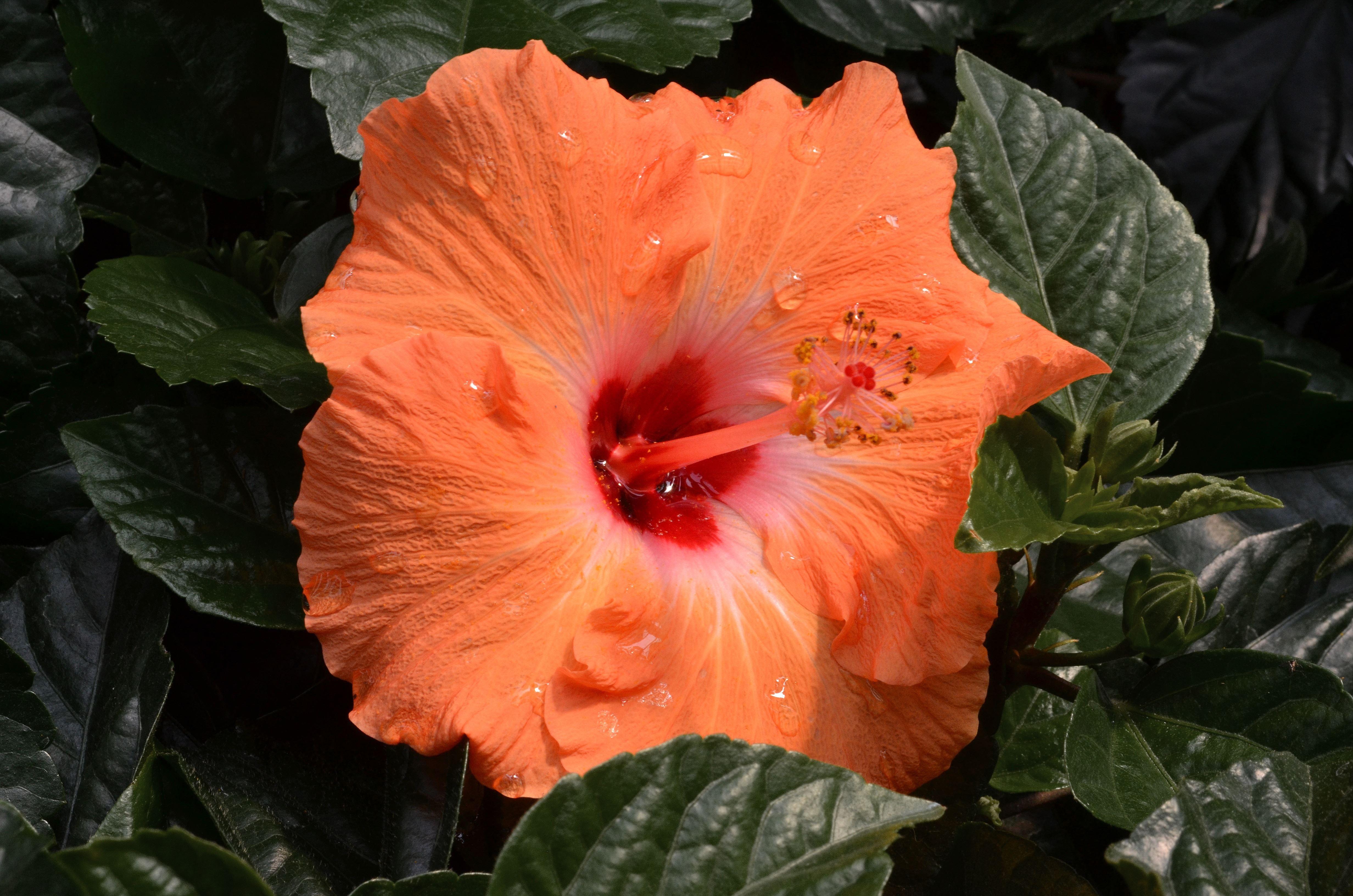 4928x3264 Peach Hibiscus 4k Ultra HD Wallpaper