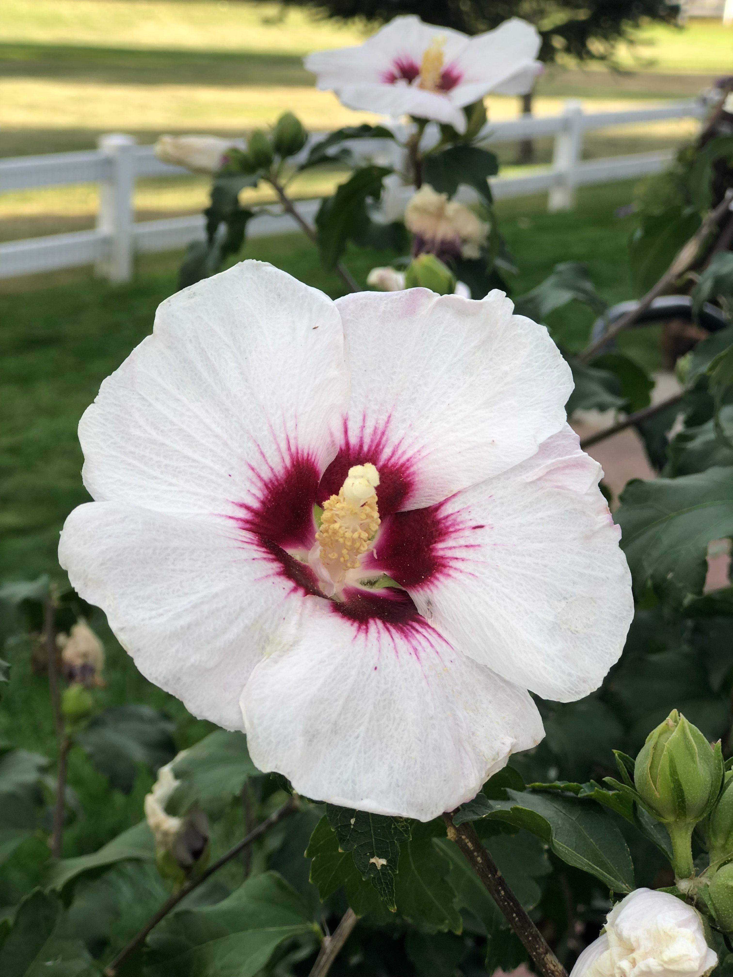 3024x4032 Free of 4k, 4k wallpaper, flowers