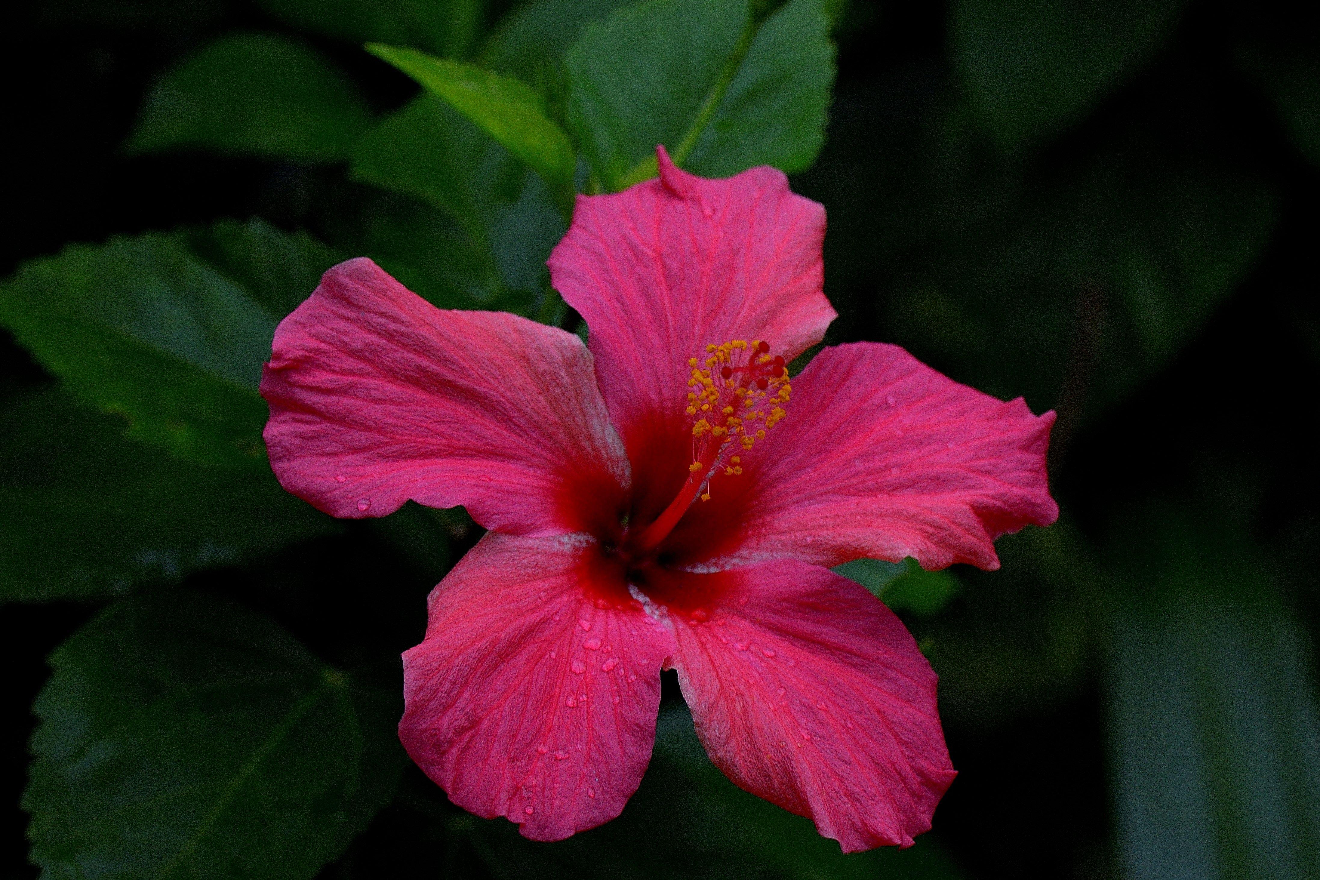 4389x2926 hibiscus 4k ultra HD wallpaper High quality walls