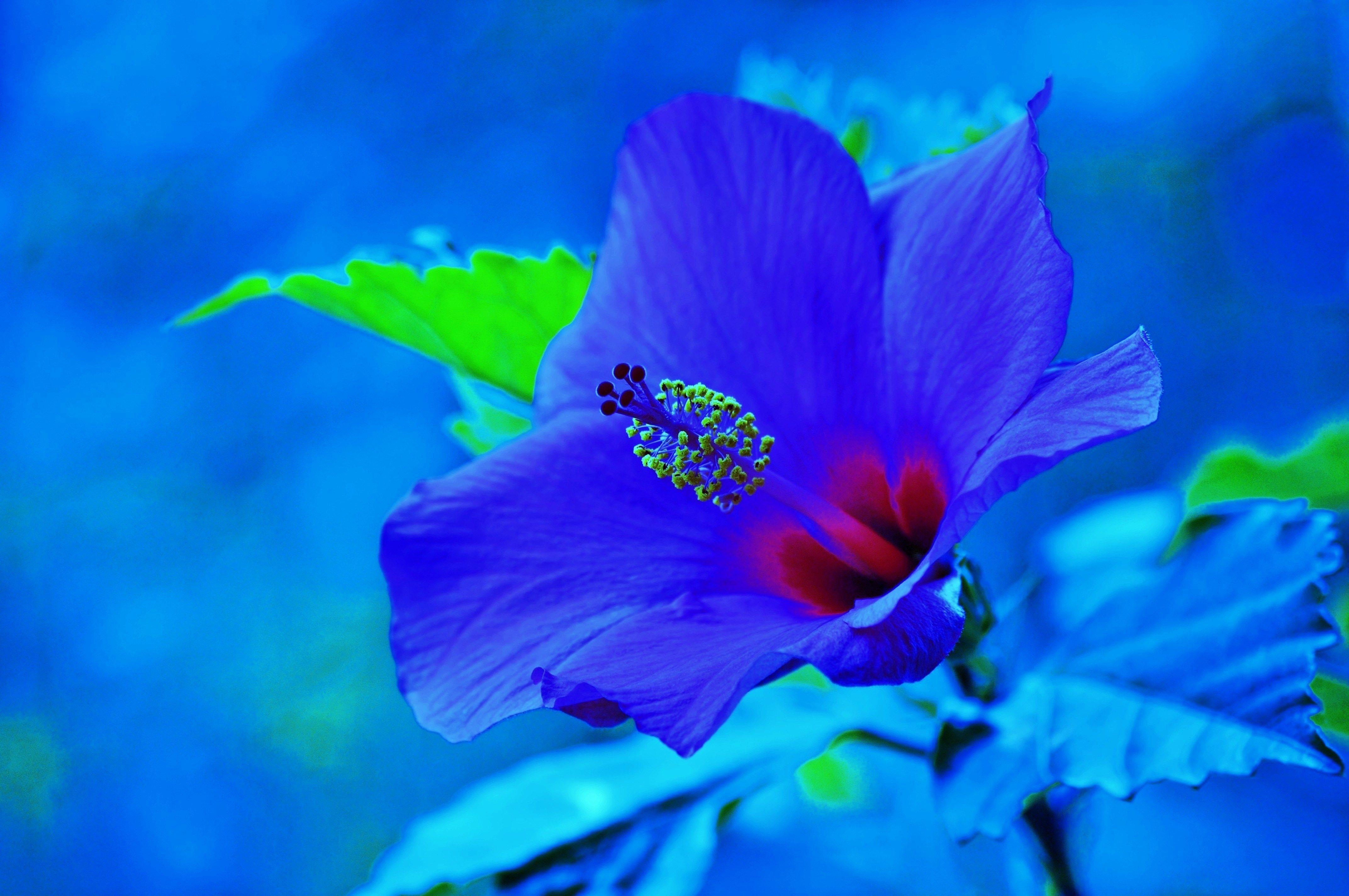 4288x2848 hibiscus 4k wallpaper (4288x2848). Flower wallpaper, Blue hibiscus, Hibiscus