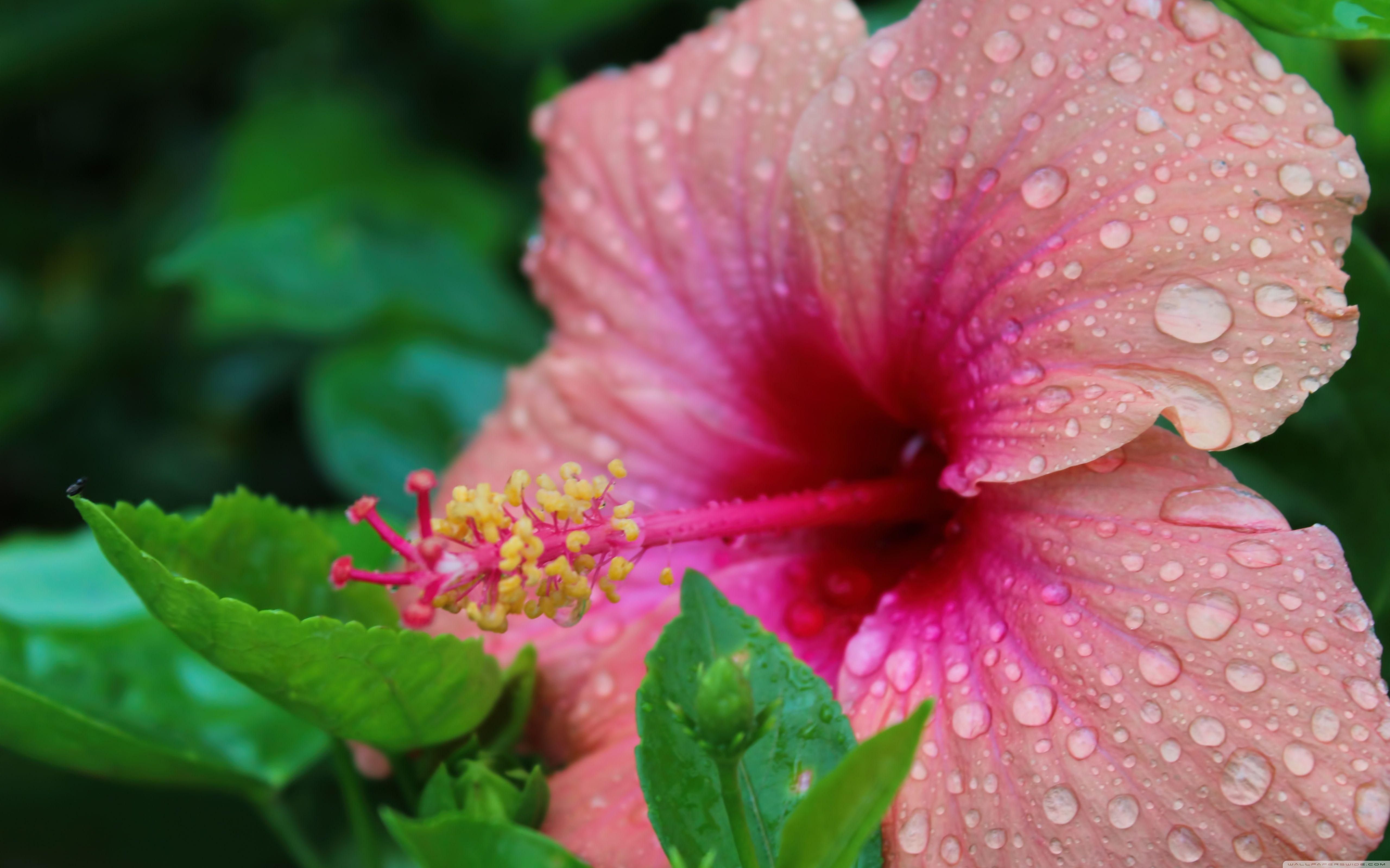 5120x3200 Doorplates on Hibiscus Ultra HD Desktop Background Wallpaper for 4K UHD TV : Widescreen & UltraWide Desktop & Laptop : Tablet