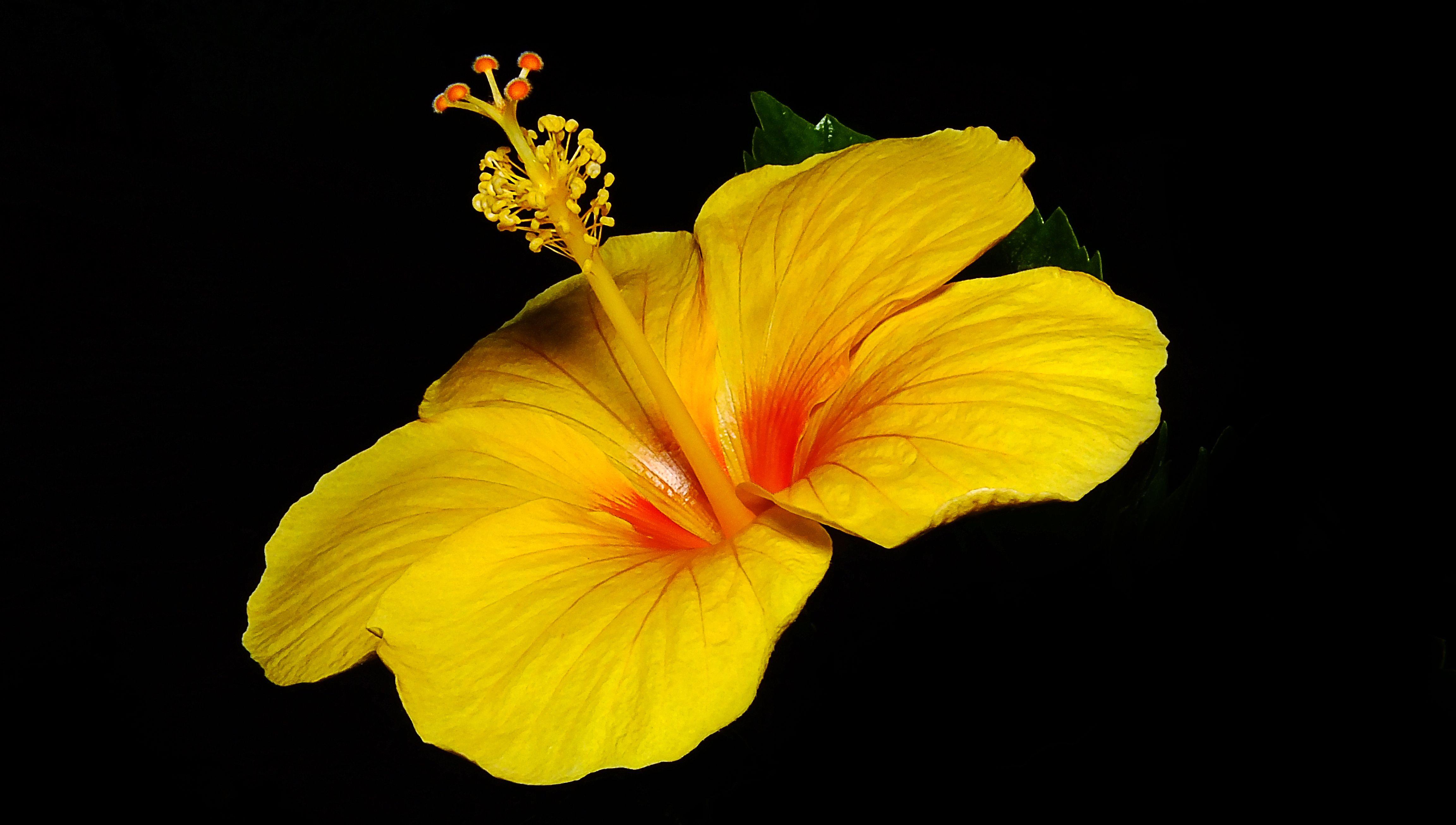 4608x2610 Yellow Hibiscus 4k Ultra HD Wallpaper