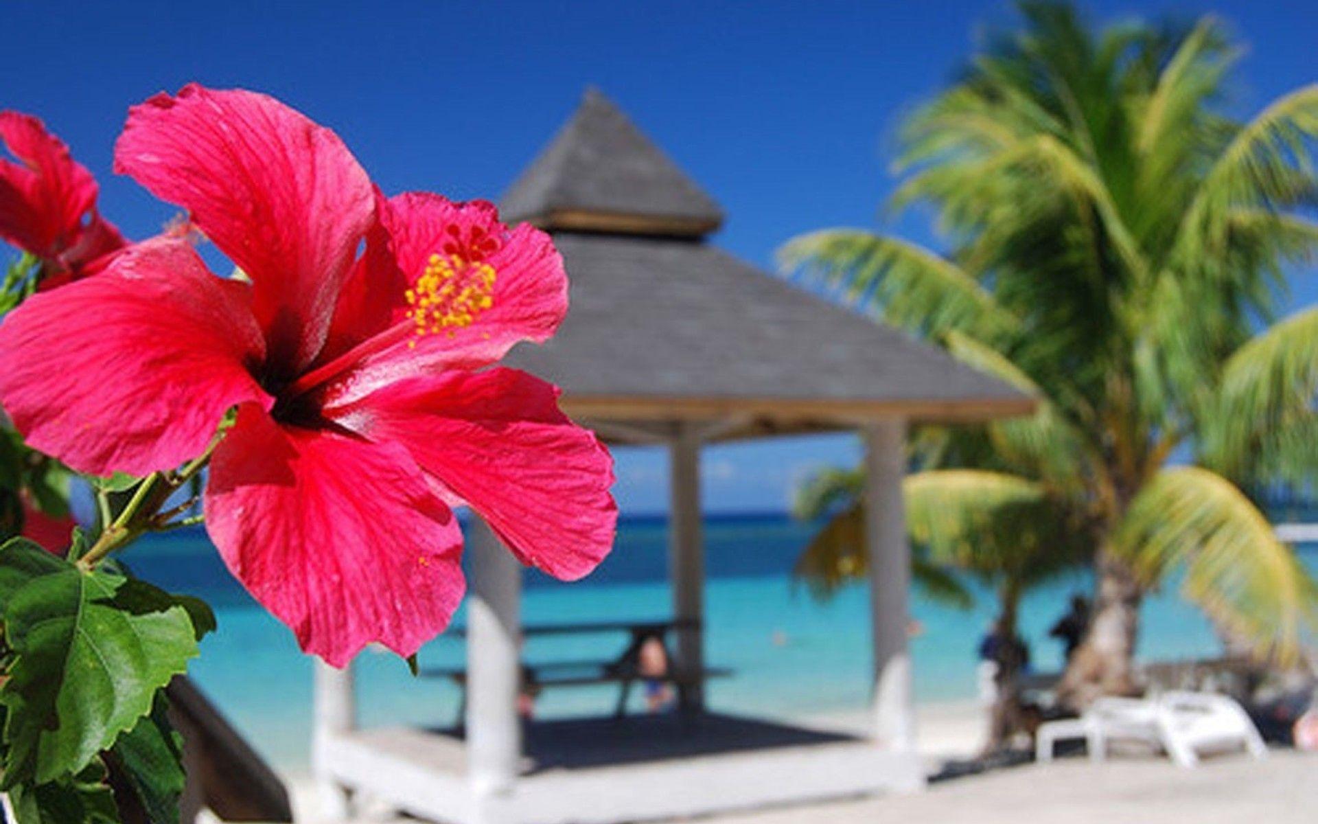 1920x1200 Fine Hibiscus HD Wallpaper.SCB WP&BG Collection