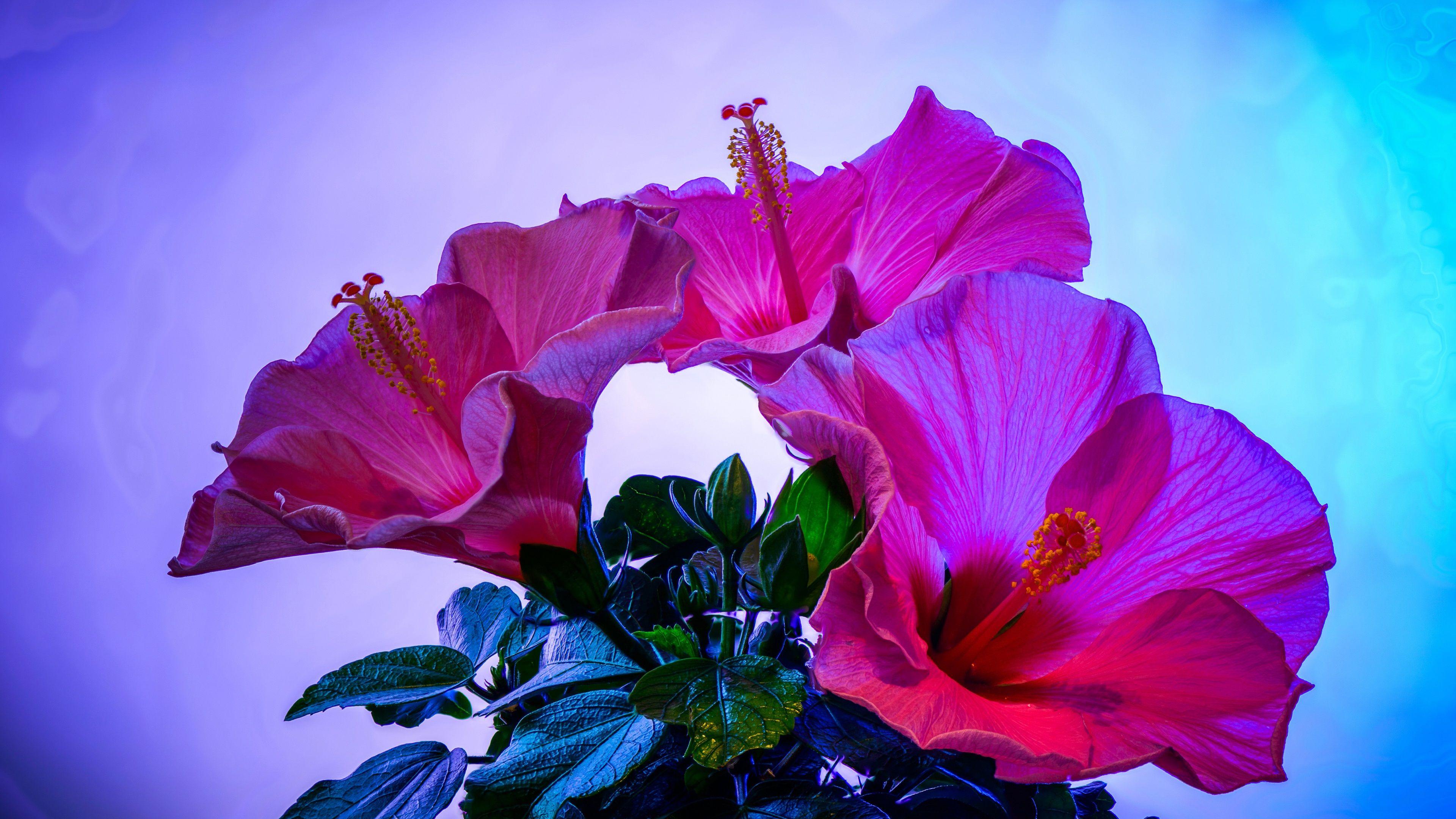 3840x2160 Wallpaper Pink Hibiscus Flowers Close Up, Blue Background 3840x2160 UHD 4K Picture, Image