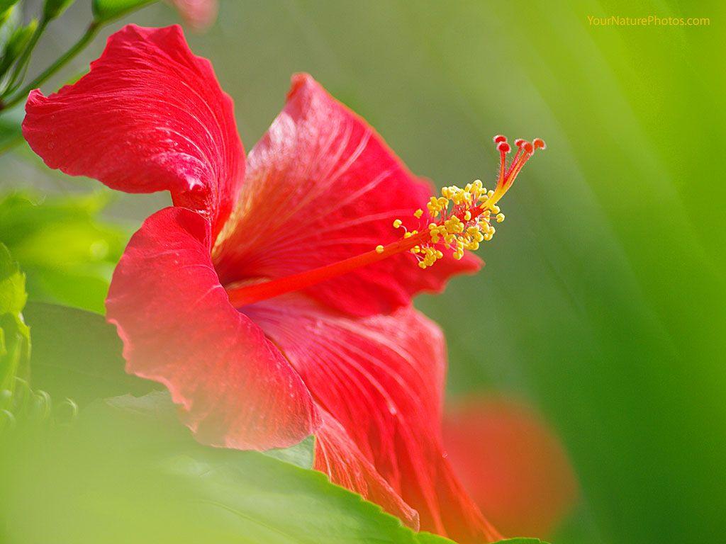 1024x768 Hibiscus Background. Hibiscus Flower