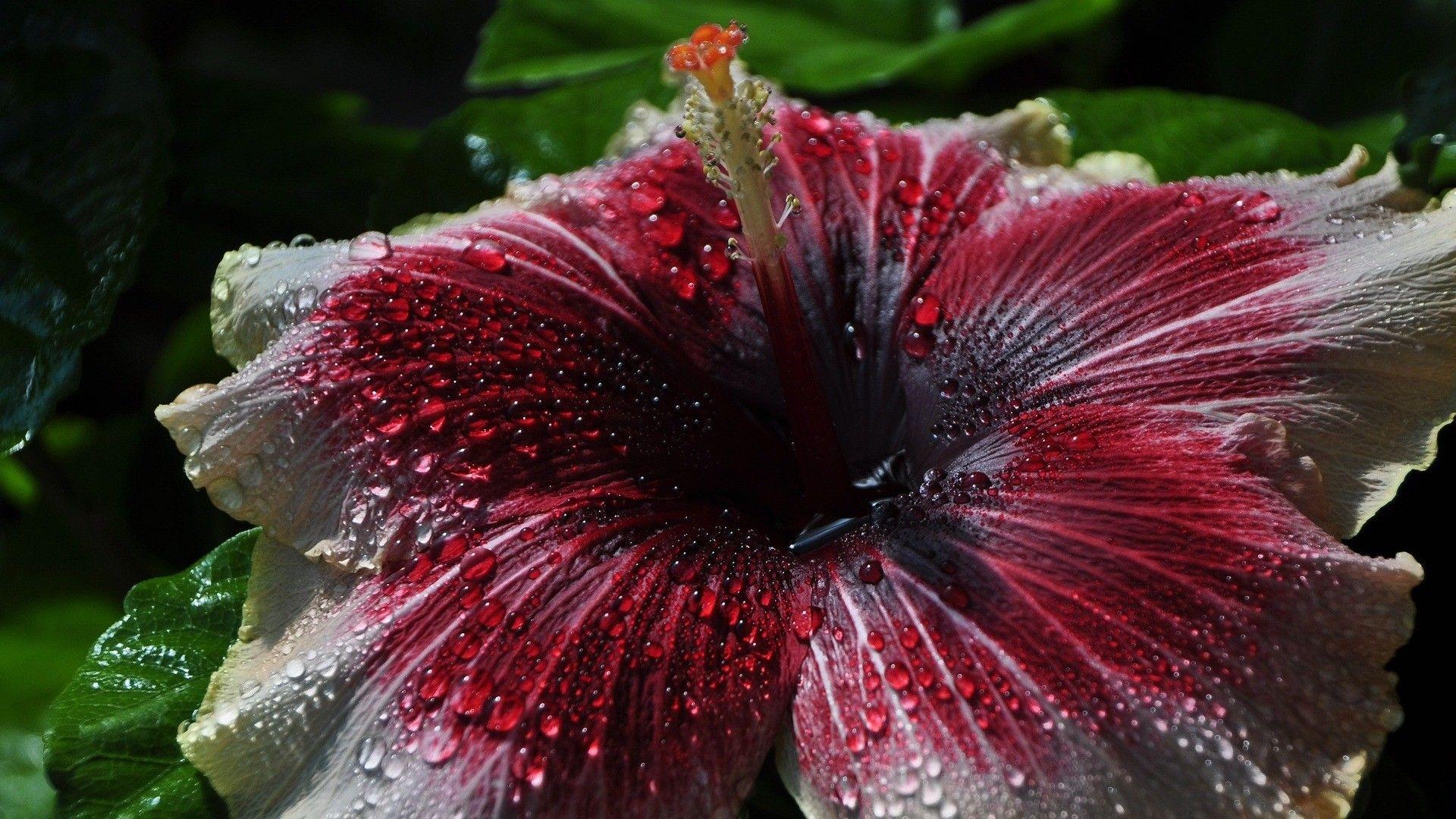 Hibiscus 4K Wallpapers - Top Free Hibiscus 4K Backgrounds - WallpaperAccess
