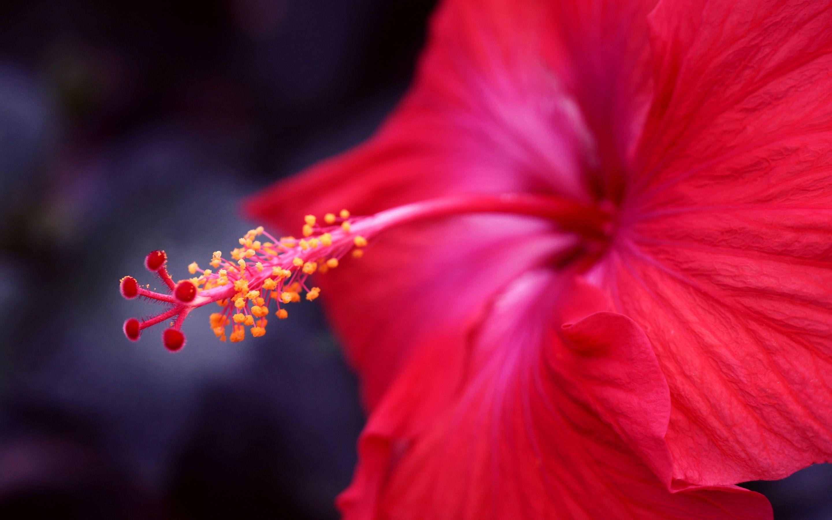 2880x1800 red hibiscus flower. HD Desktop Wallpaperk HD