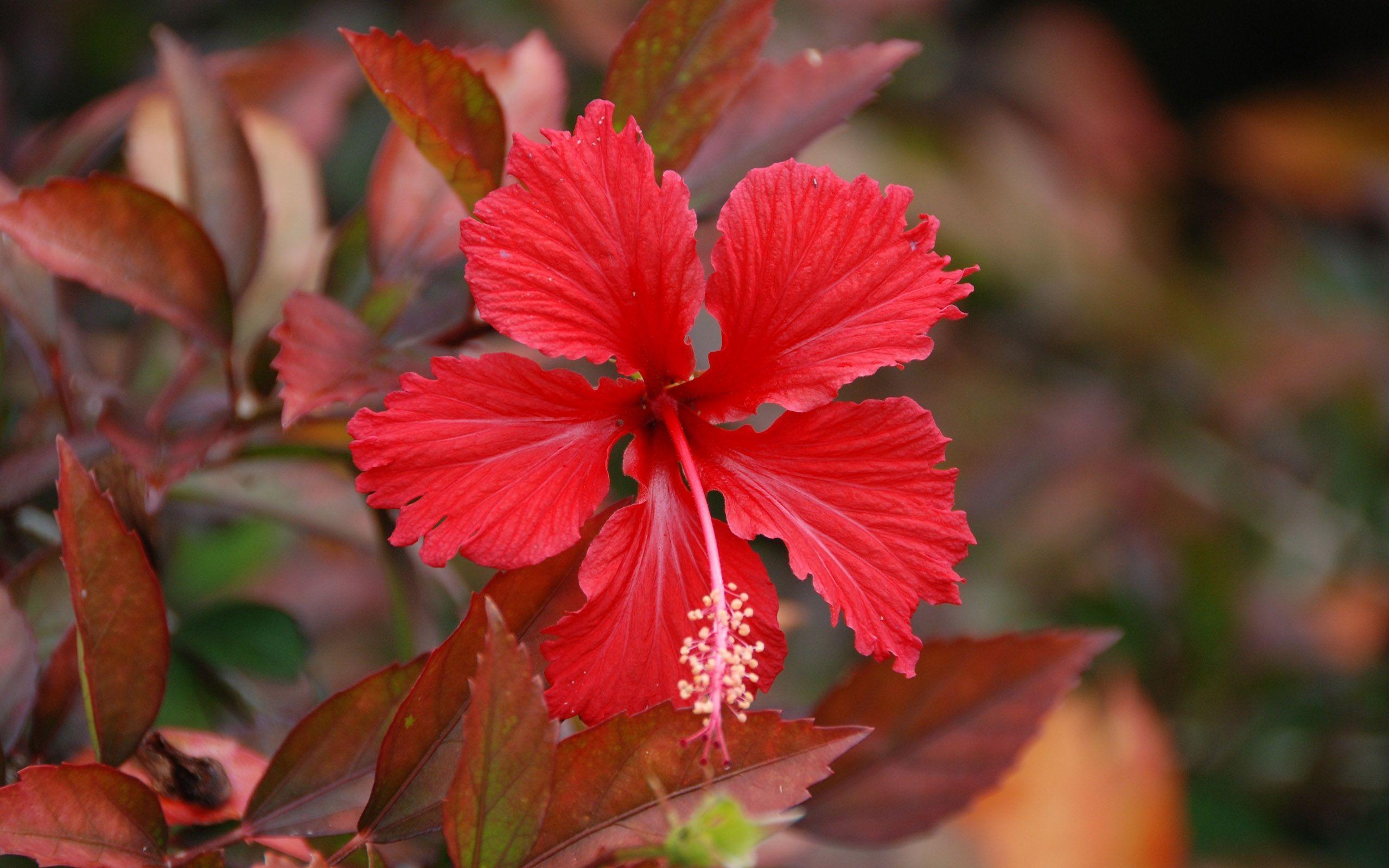 2560x1600 Free download Flowers Hibiscus Wallpaper HD WallpaperAsk [2560x1600] for your Desktop, Mobile & Tablet. Explore Hibiscus Desktop Wallpaper. Hibiscus Wallpaper Background