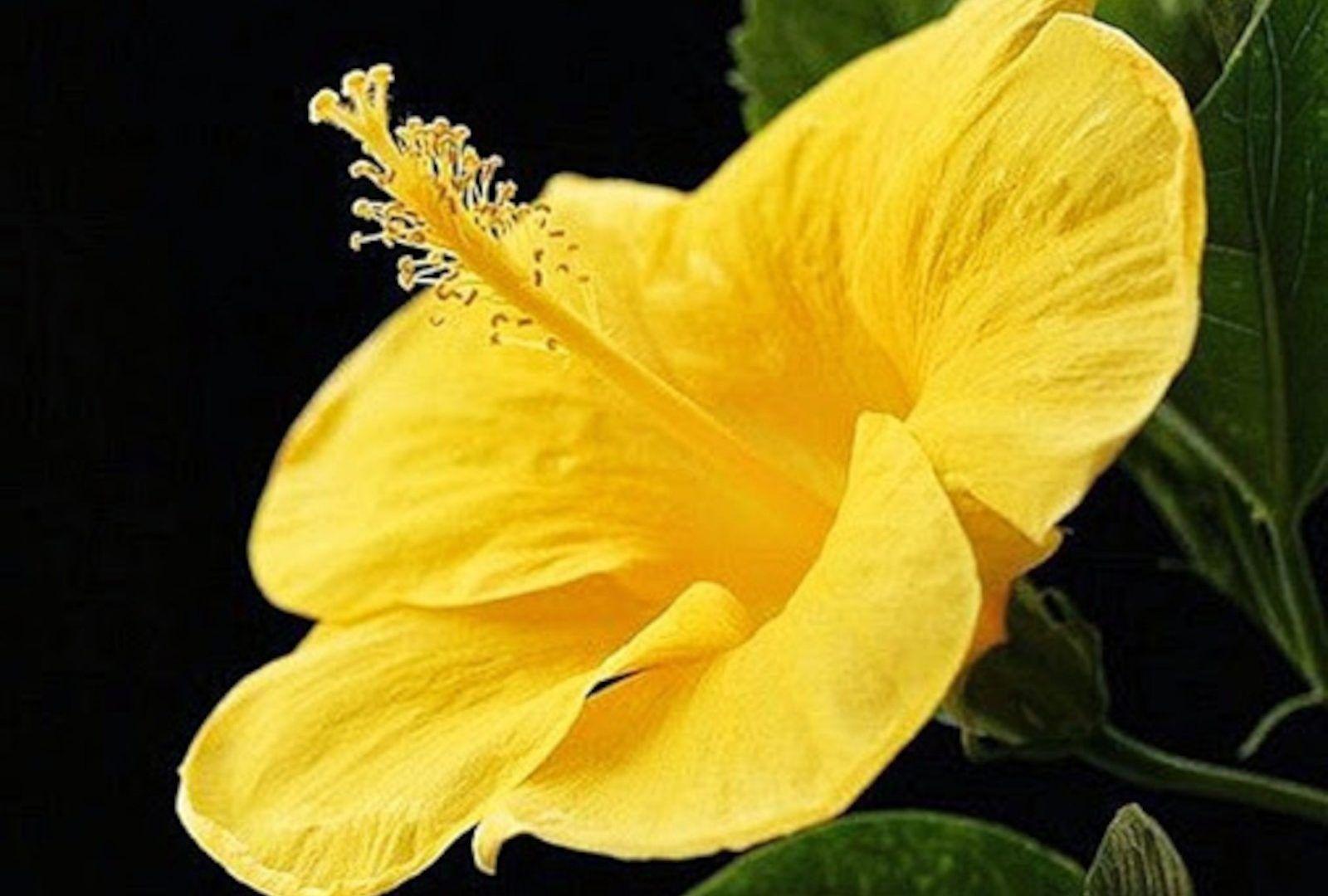 1600x1080 Renatures.com Closeup Petals Flowers Yellow Nature 4k Wallpaper. Hibiscus, Flowers, Garden paths