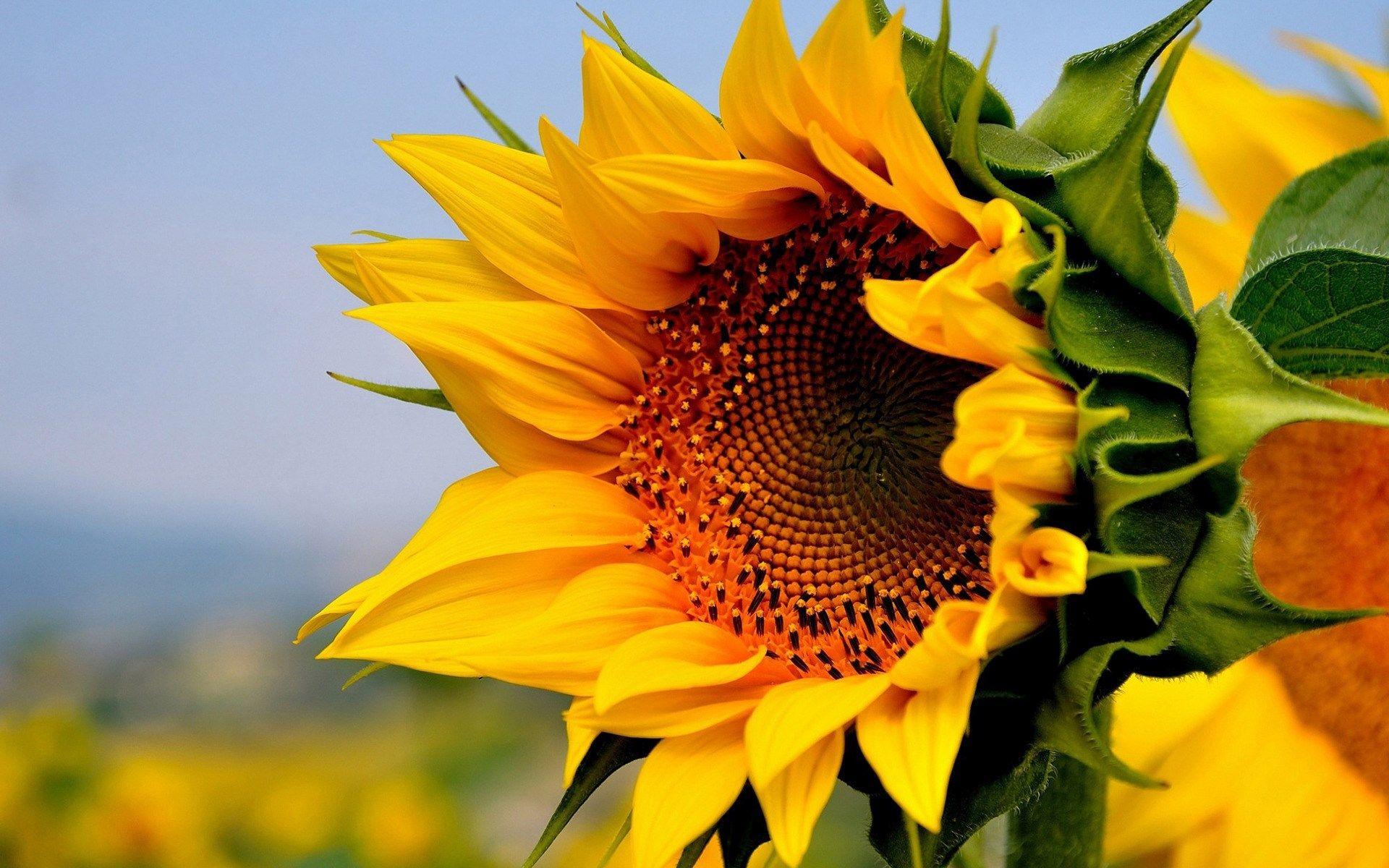 Whimsical Sunflower Desktop Wallpapers - Top Free Whimsical Sunflower ...