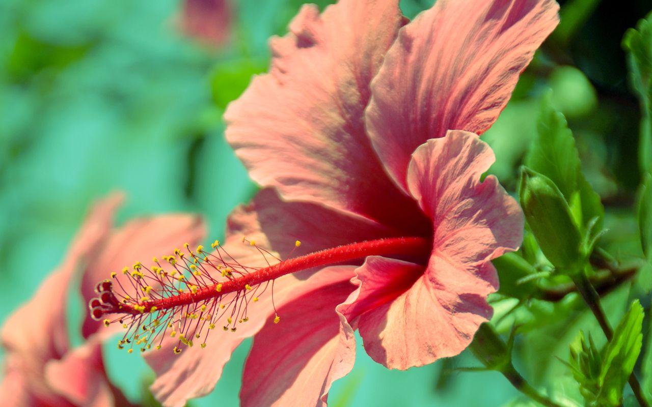 1280x800 hibiscus A10 Desktop Wallpaperk HD