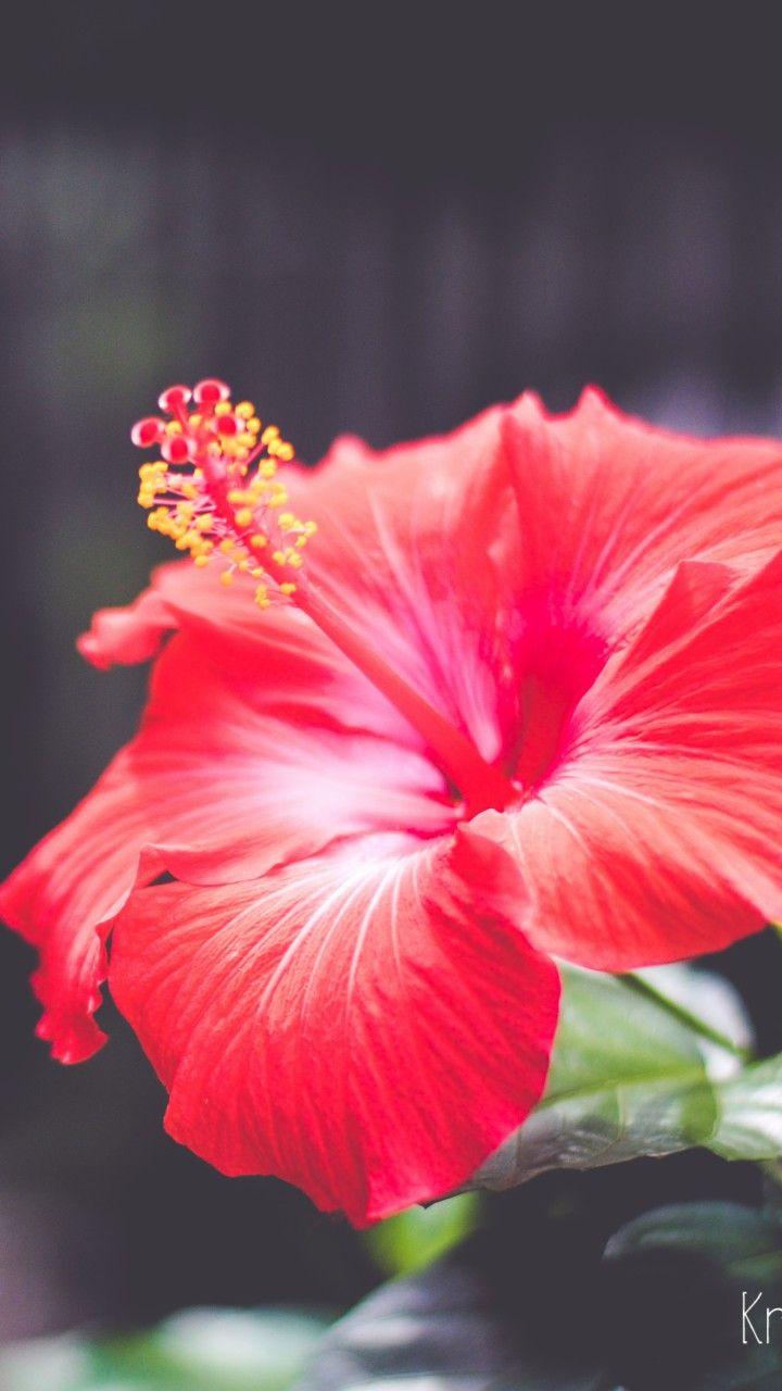 720x1280 Wallpaper Flowers, 5k, 4k wallpaper, Hibiscus, red, Nature