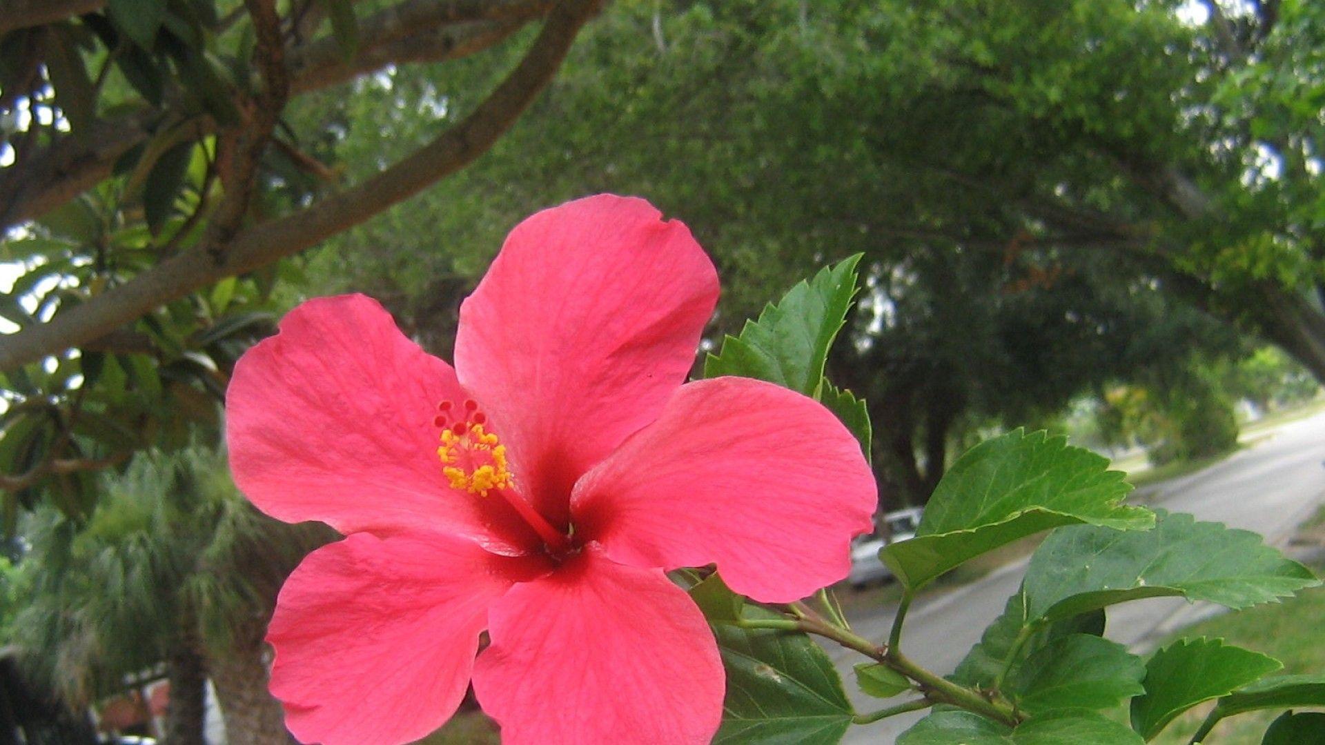 1920x1080 Hibiscus Flower HD Wallpaper iPhone 7 Plus / iPhone 8 Plus