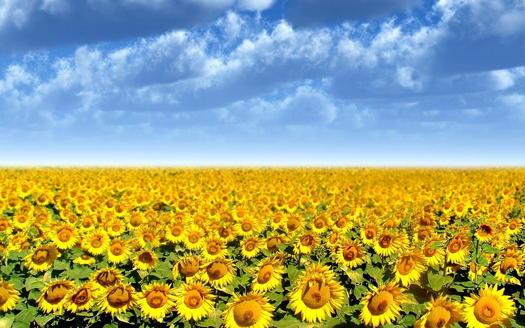 1728x1080 Sunflower Field Flowers 1080p HD Wallpaper for Desktop. Sunflowers