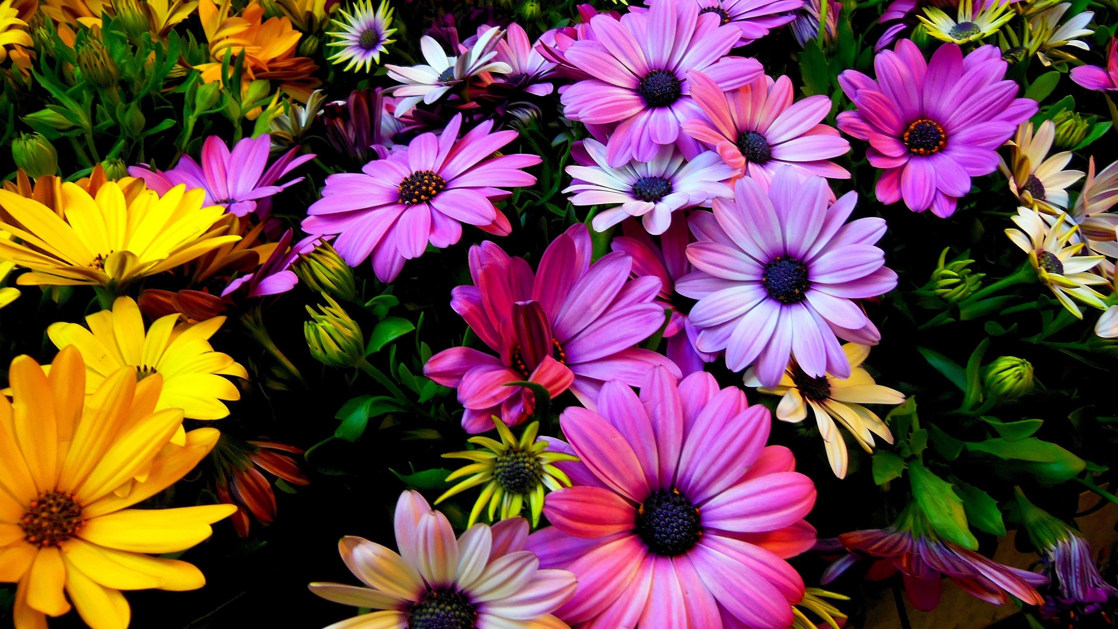 3840x2160 Flowers, 4k, HD wallpaper, Hibiscus, colours