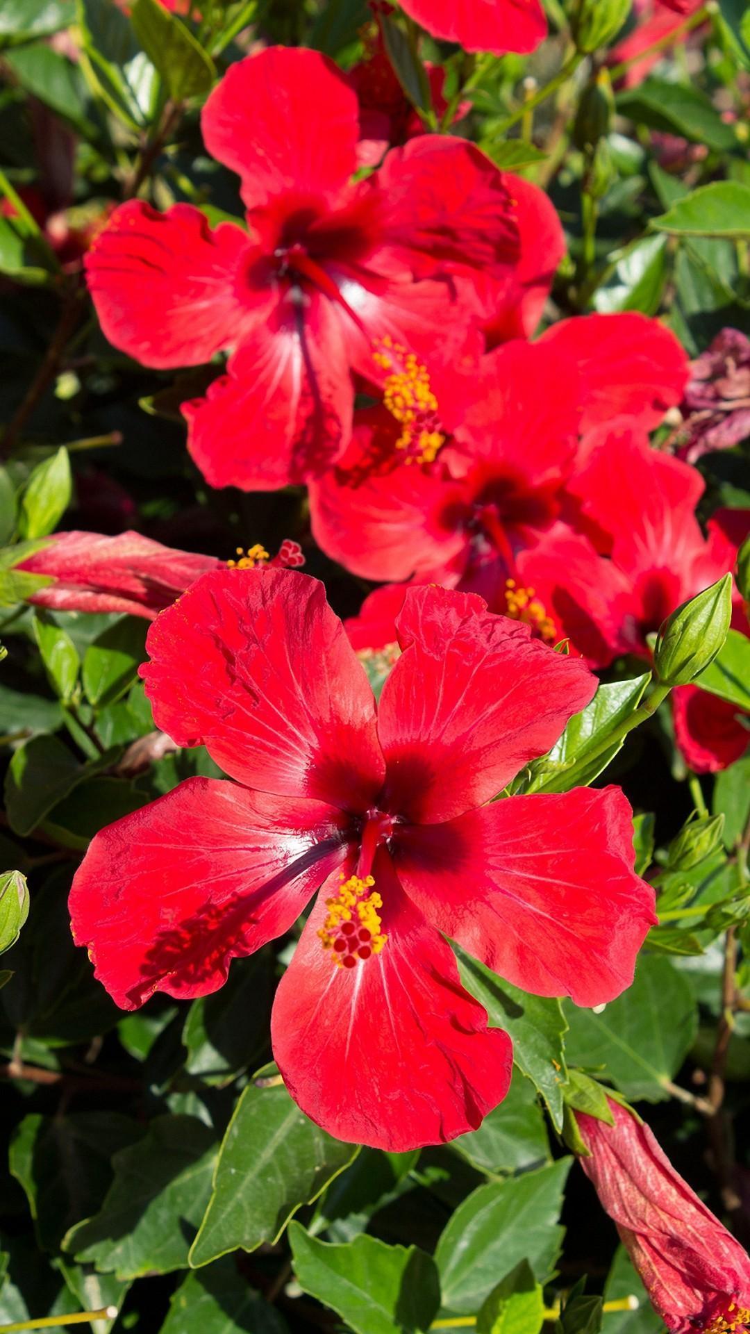 1080x1920 Hibiscus Flower Wallpaper Best 4K for Android