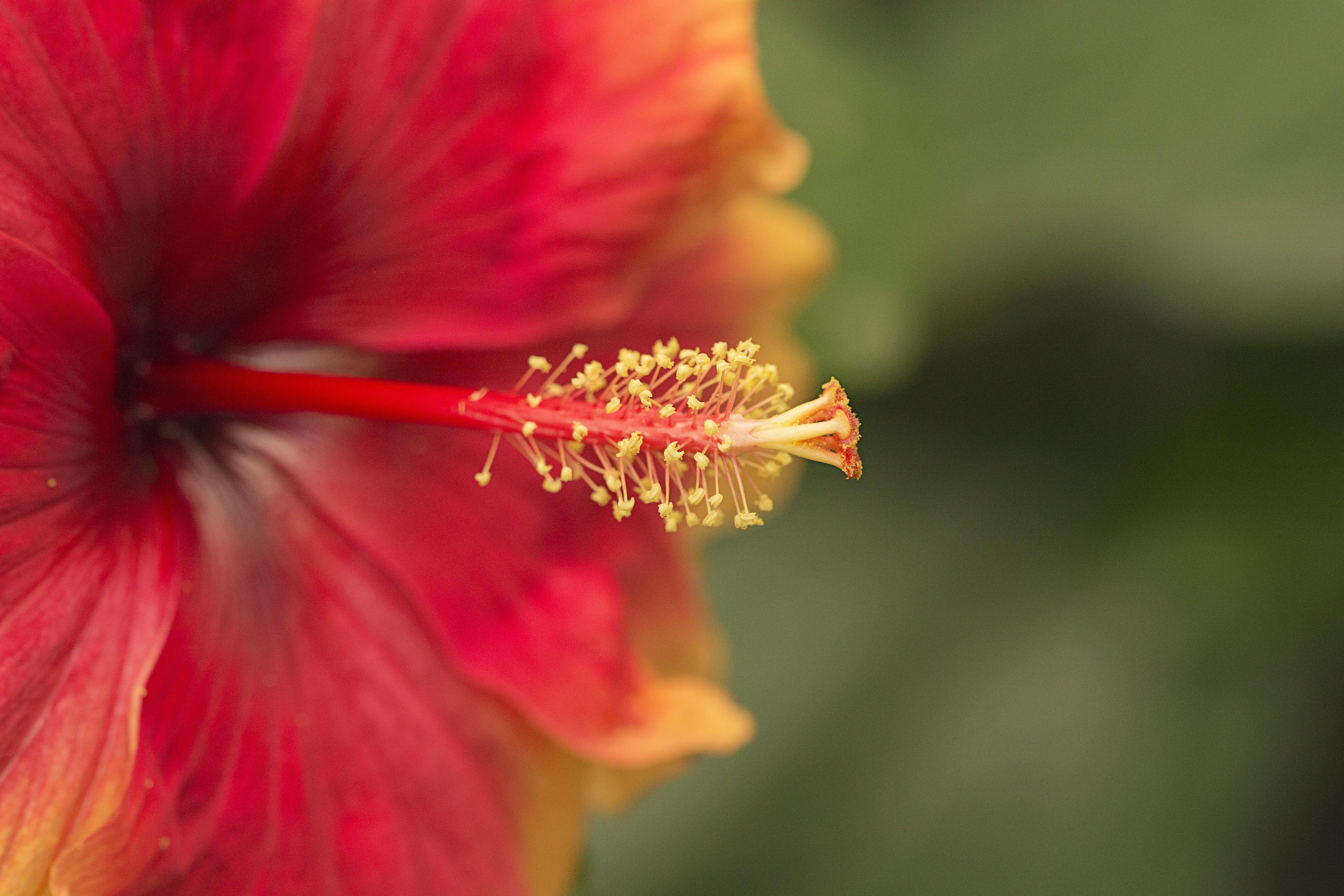 6000x4000 Free download Focus photography of red and yellow Hibiscus HD wallpaper [6000x4000] for your Desktop, Mobile & Tablet. Explore Hibiscus Wallpaper. Hibiscus Wallpaper for Computer, Red Hibiscus Wallpaper Border
