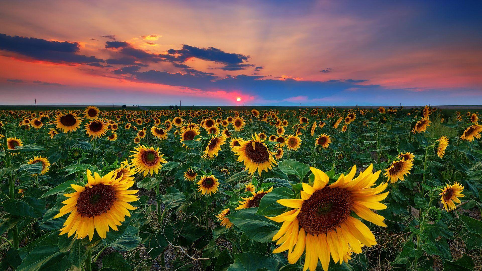 Whimsical Sunflower Desktop Wallpapers - Top Free Whimsical Sunflower